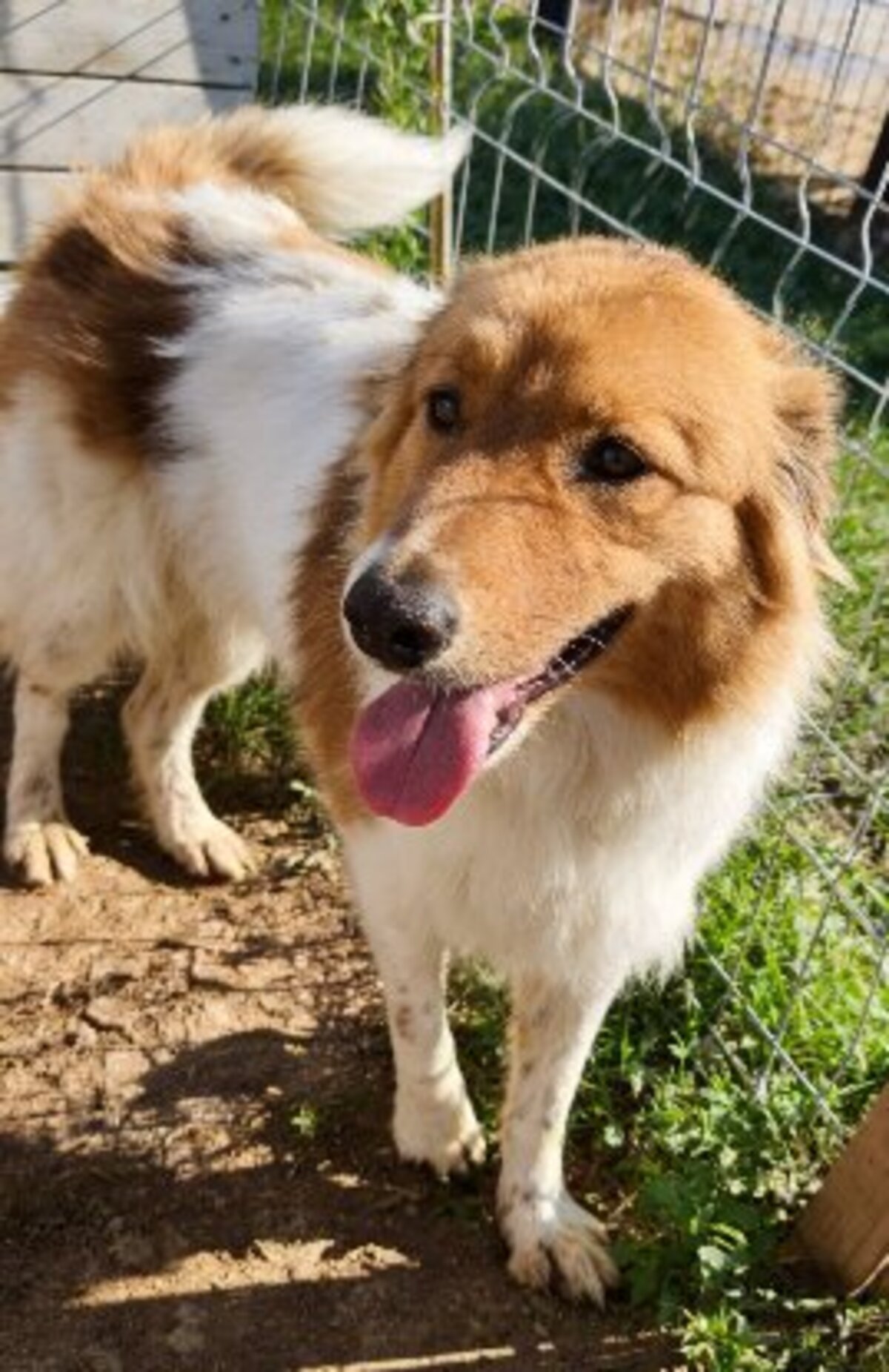 Adoption Marta