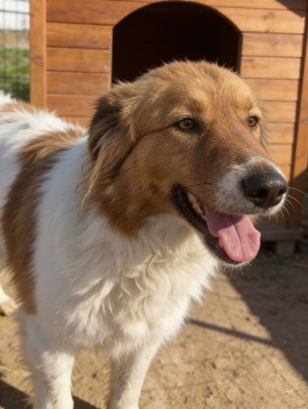 Adoption Marta