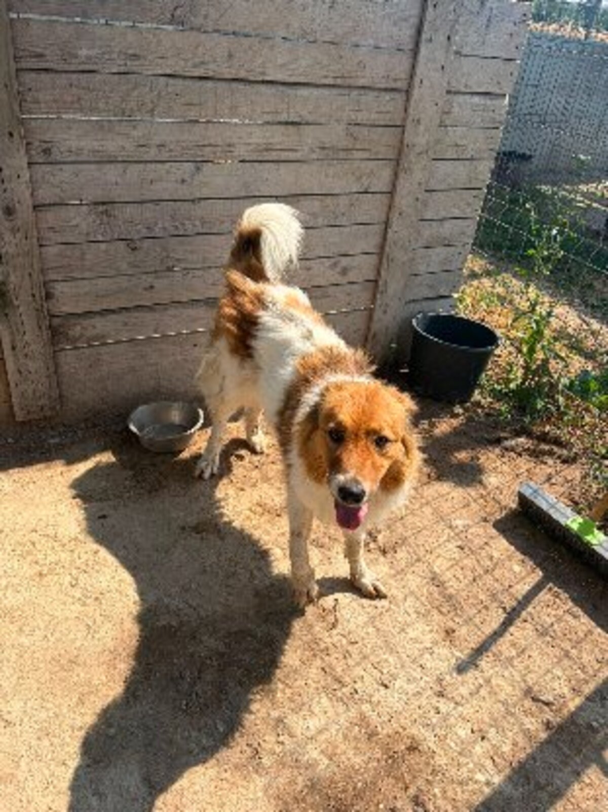 Adoption Marta