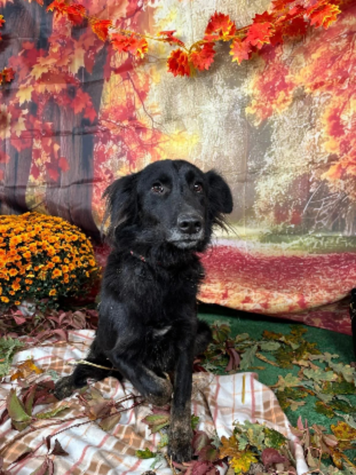 Adoption Marvel