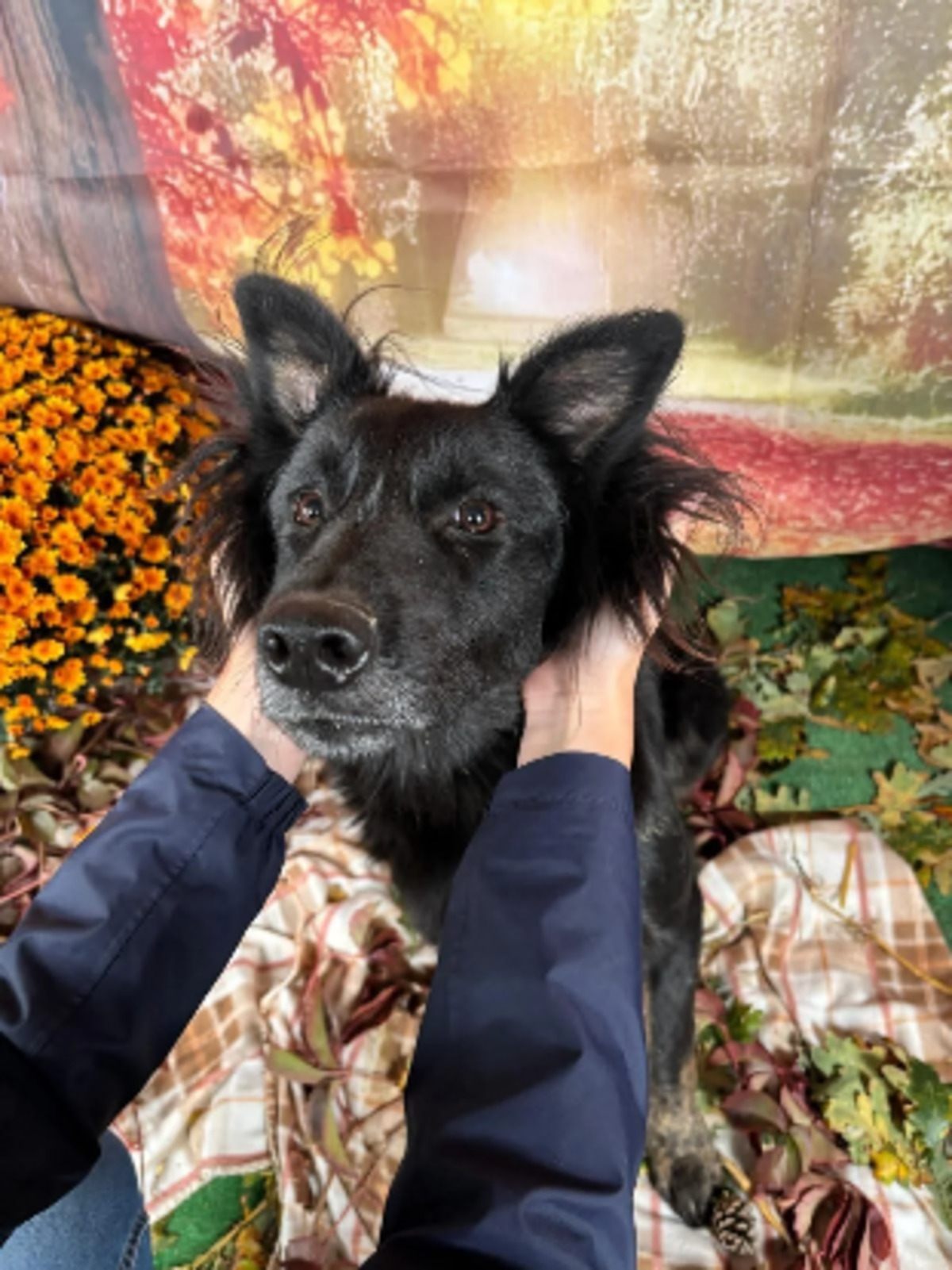 Adoption Marvel