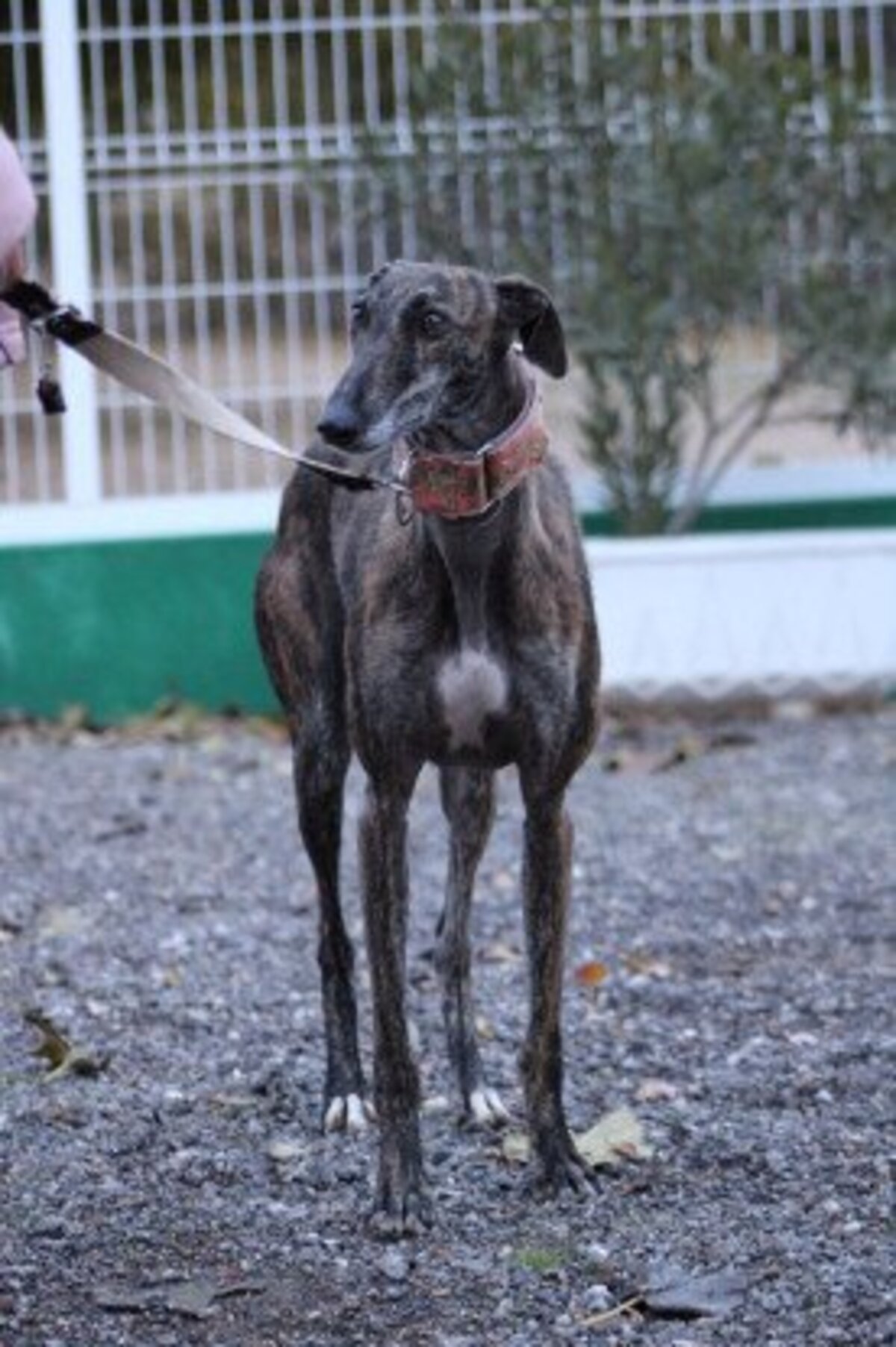 Adoption Masiel