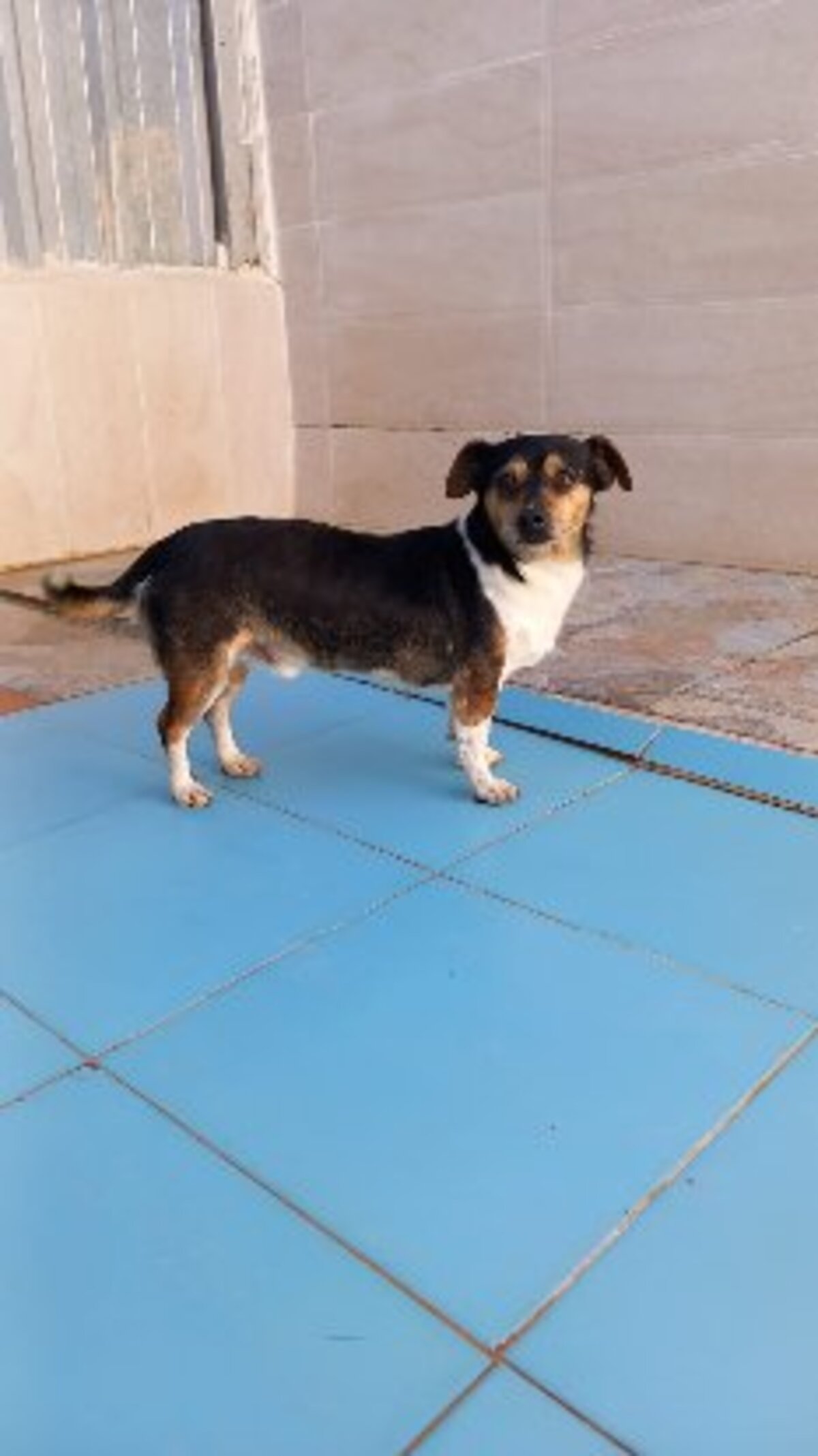 Adoption Mateo