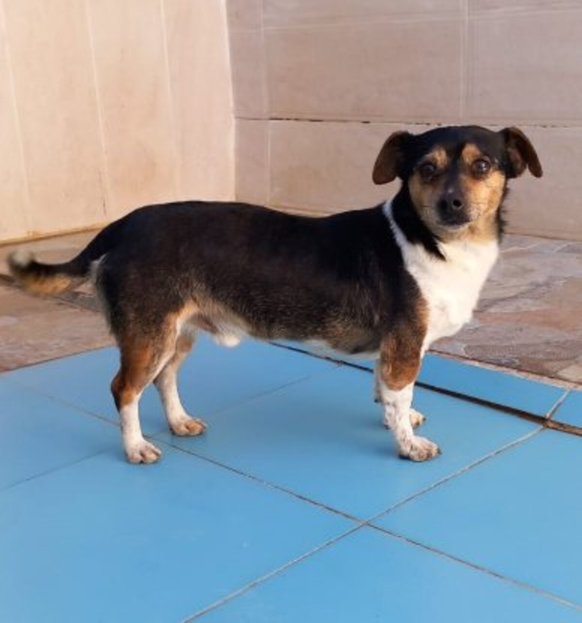 Adoption Mateo