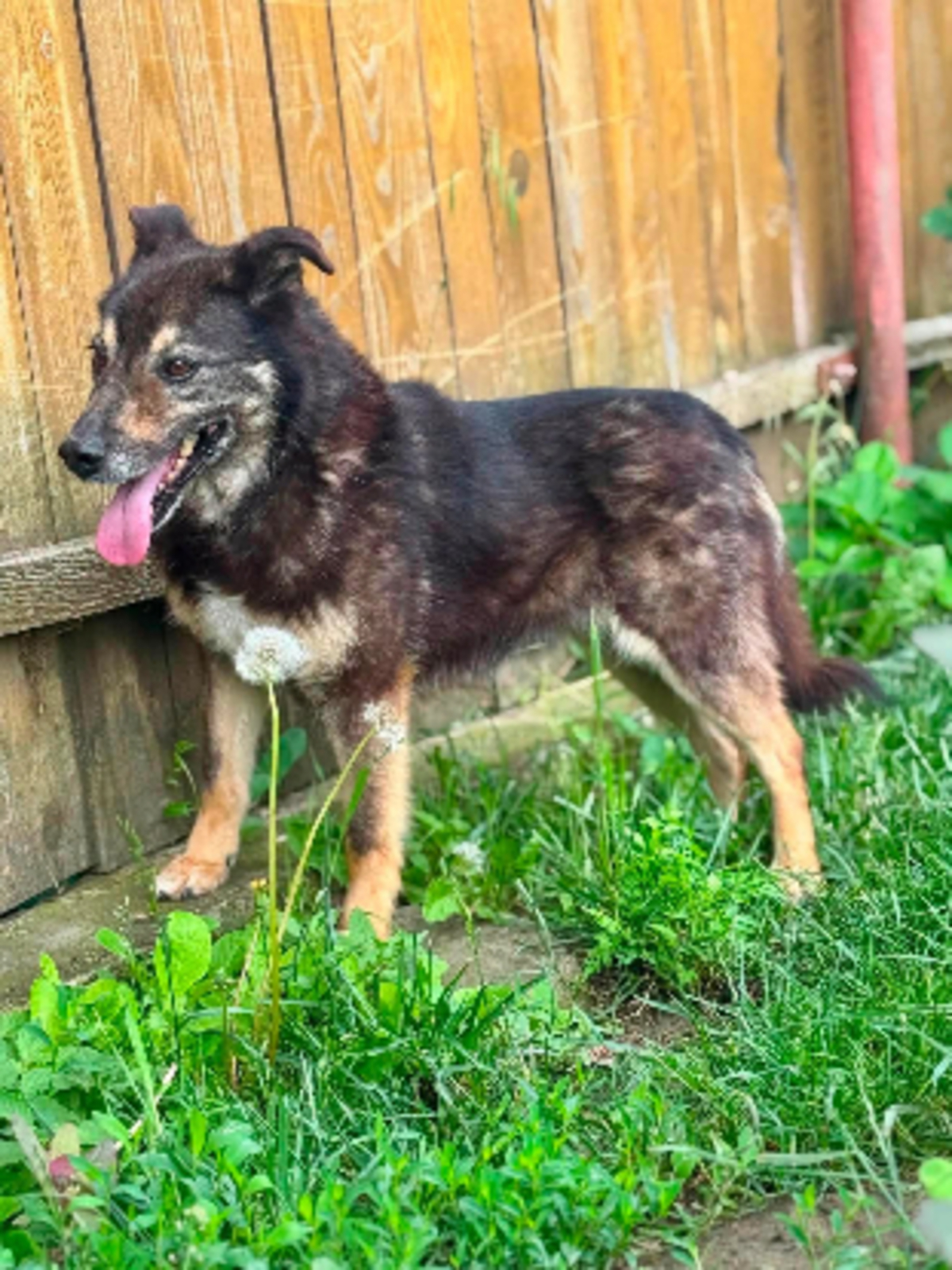 Adoption Matisse