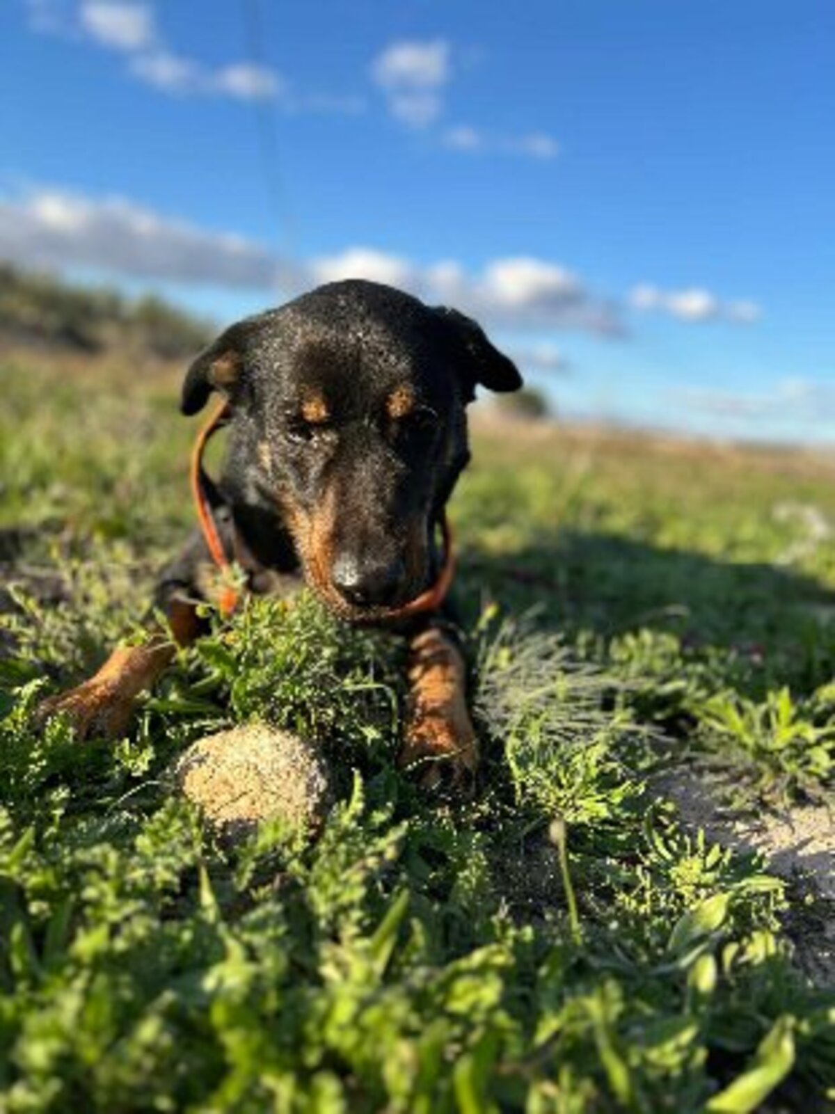 Adoption Max