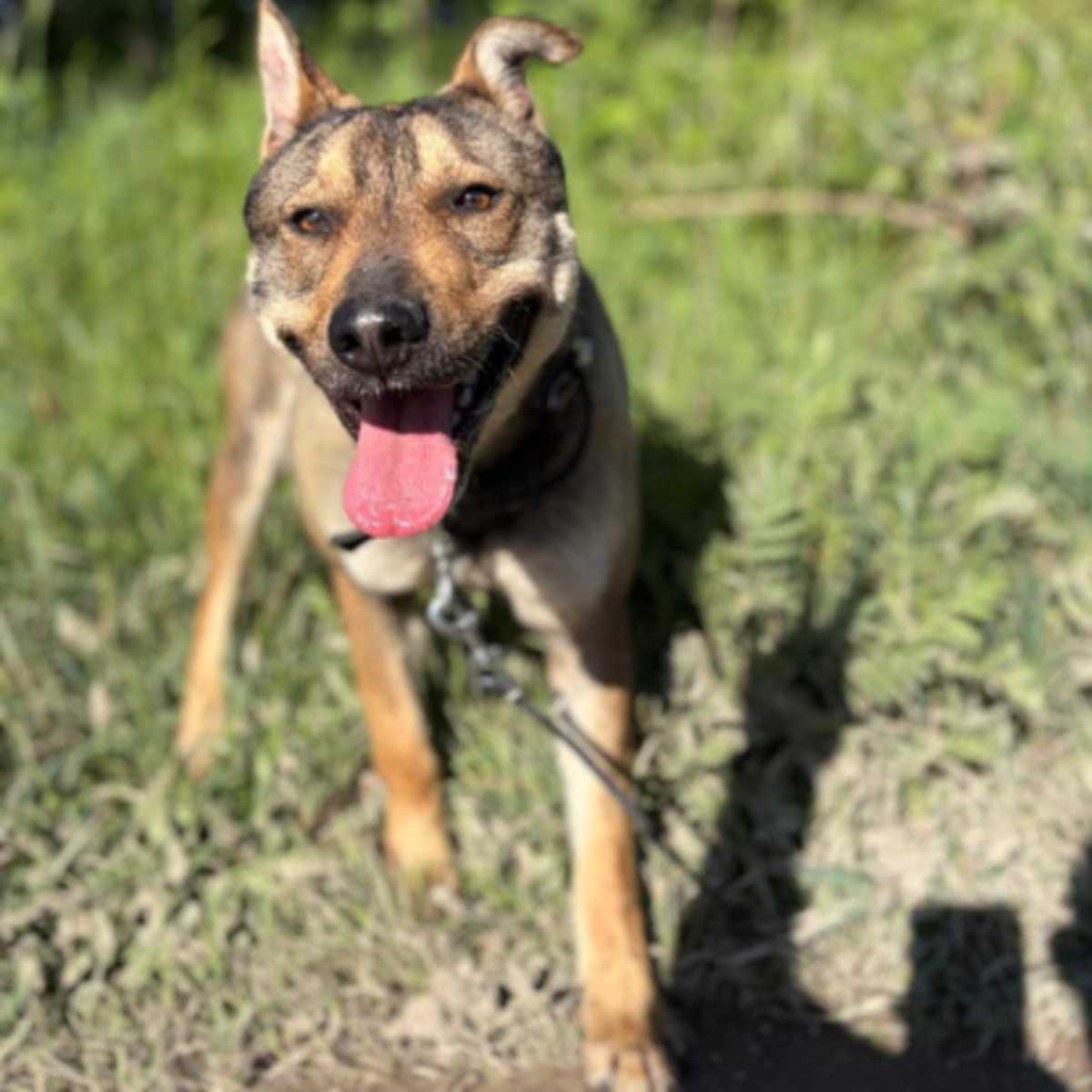Adoption Max