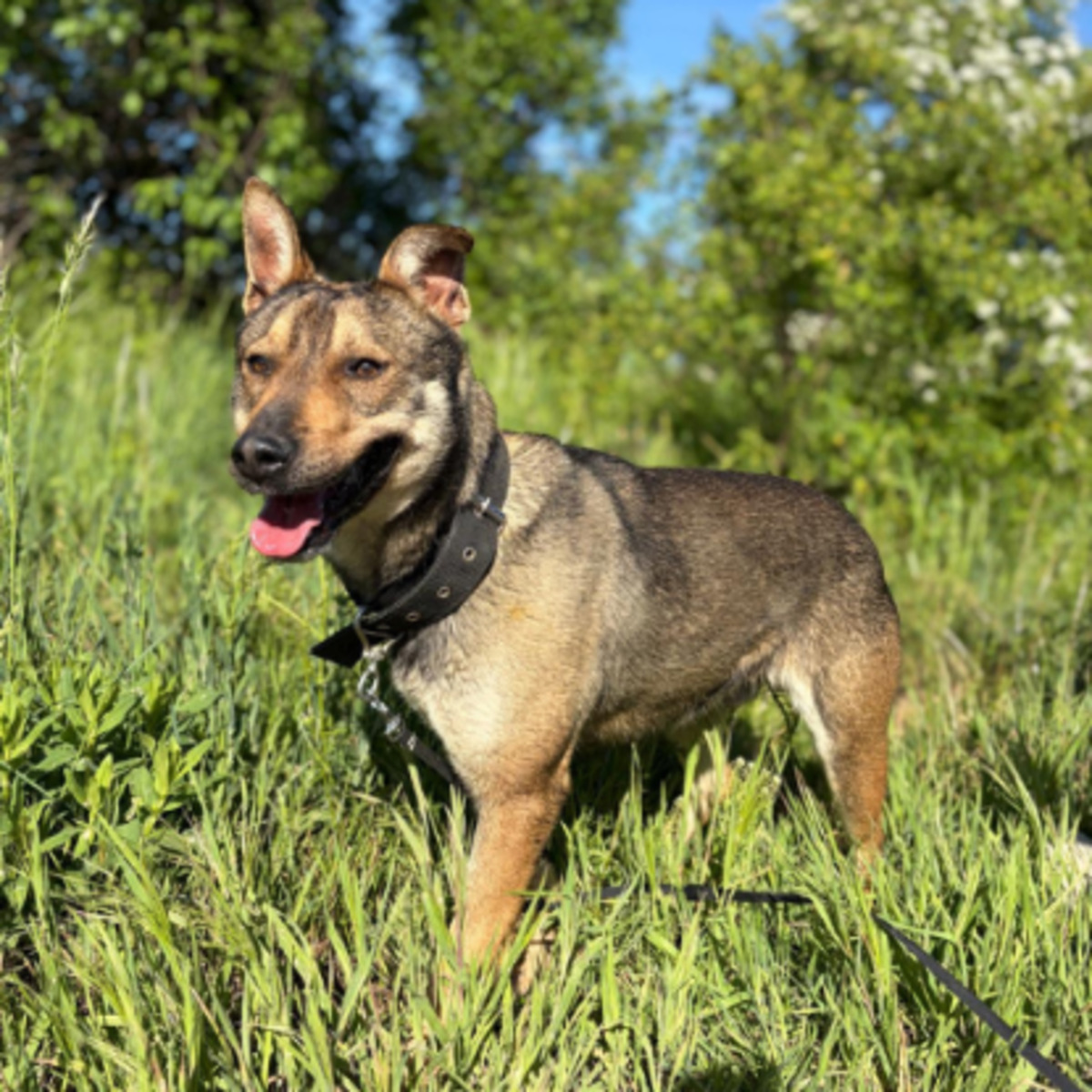 Adoption Max