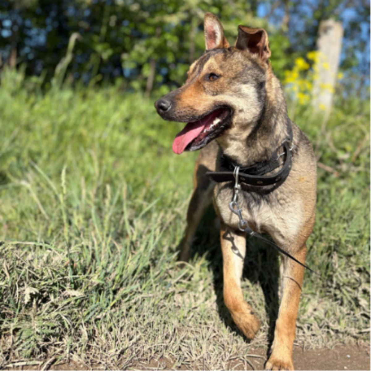 Adoption Max