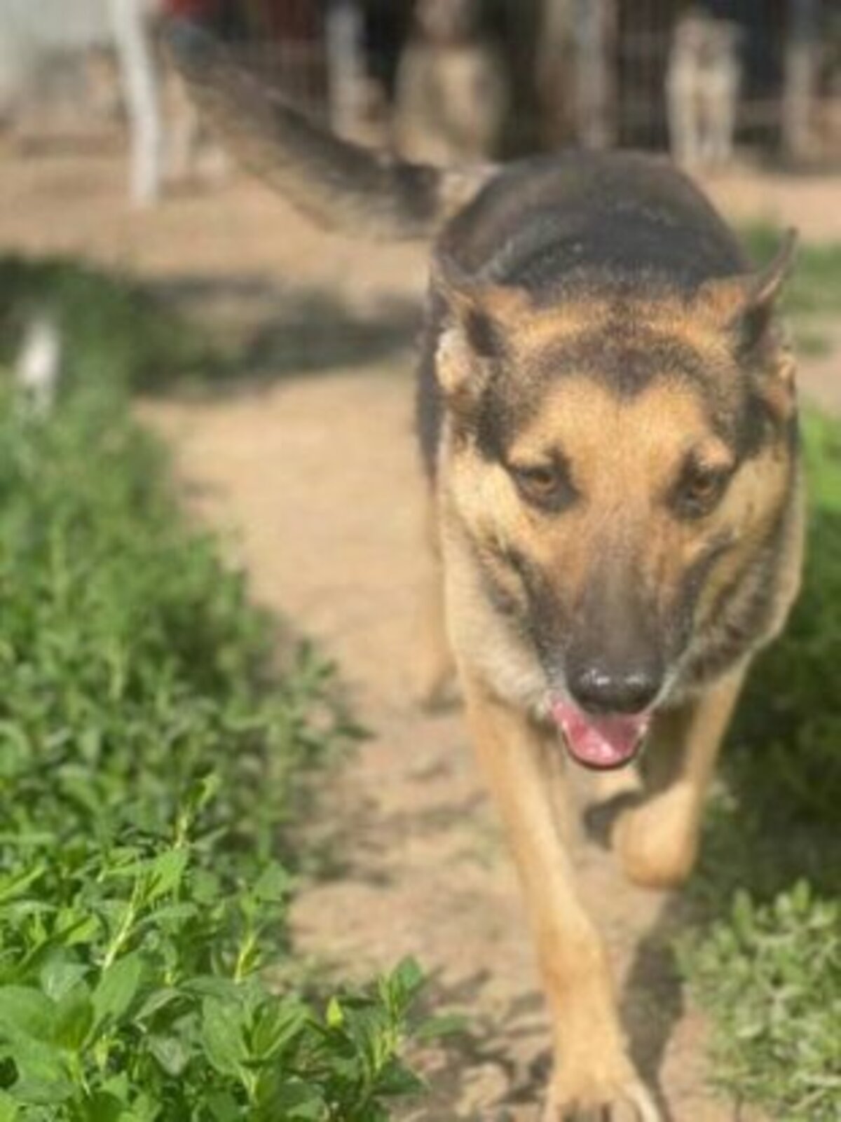 Adoption Maxi