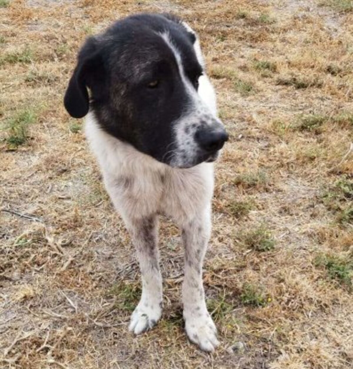 Adoption Maximus