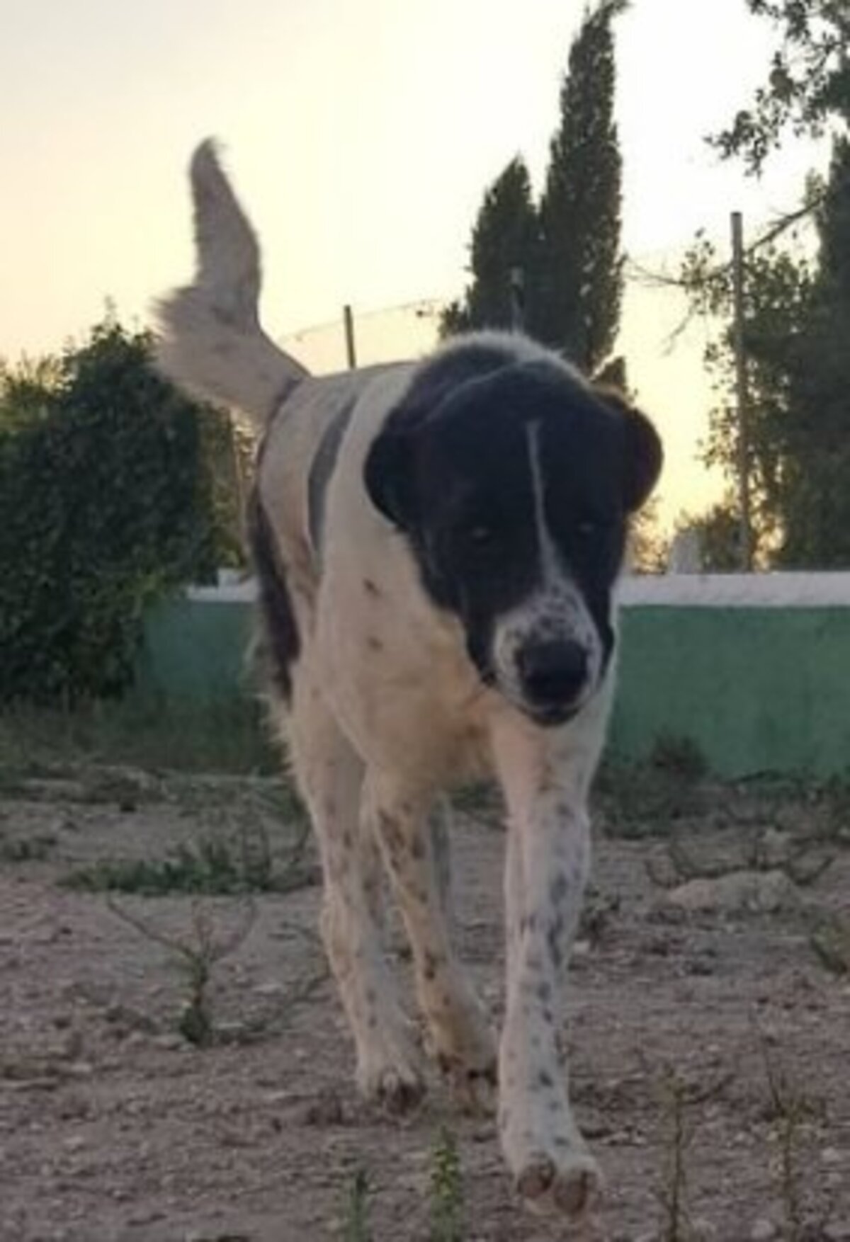 Adoption Maximus
