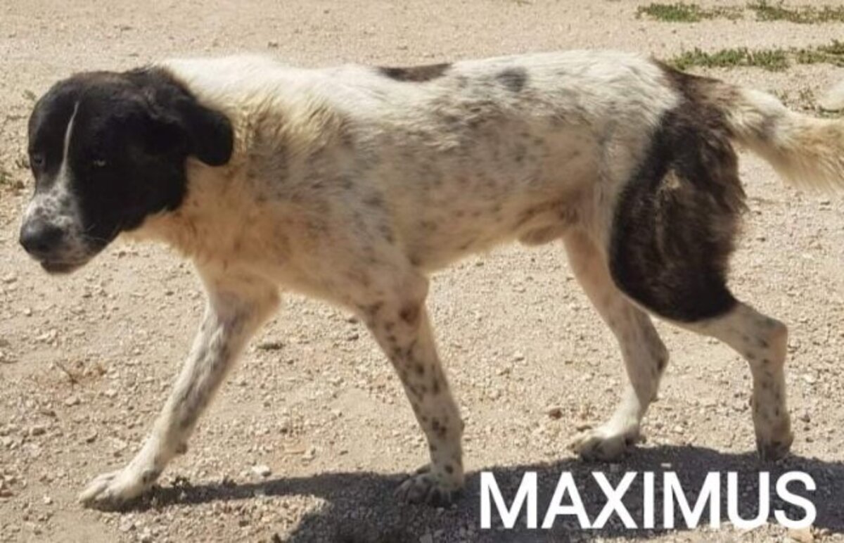 Adoption Maximus