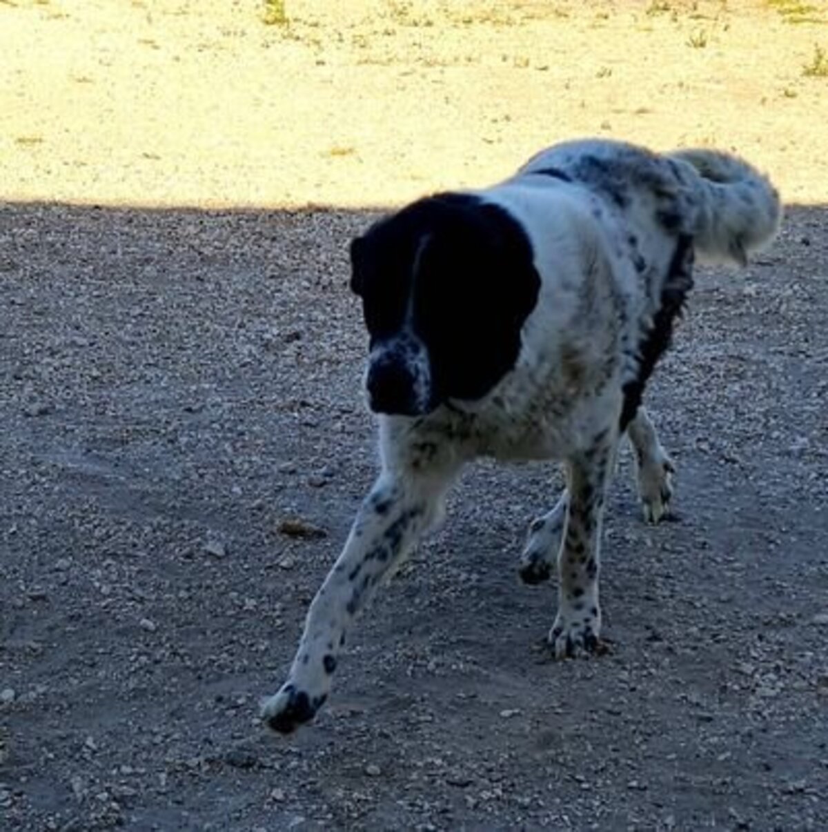 Adoption Maximus