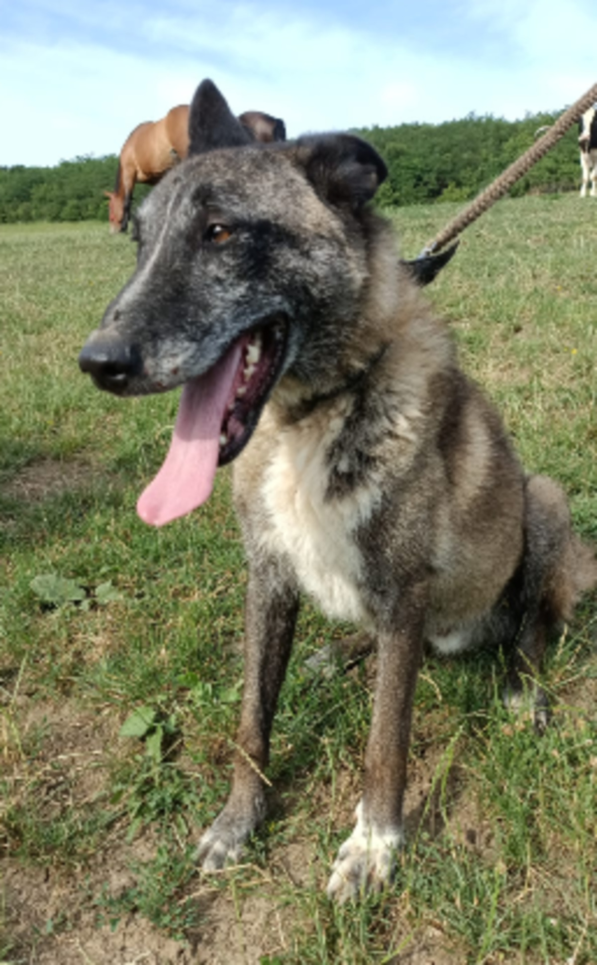 Adoption Maximus