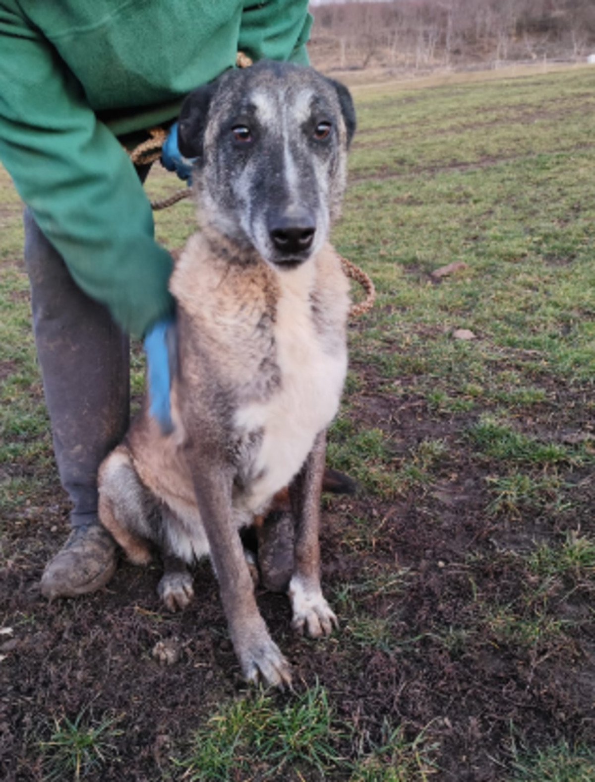 Adoption Maximus