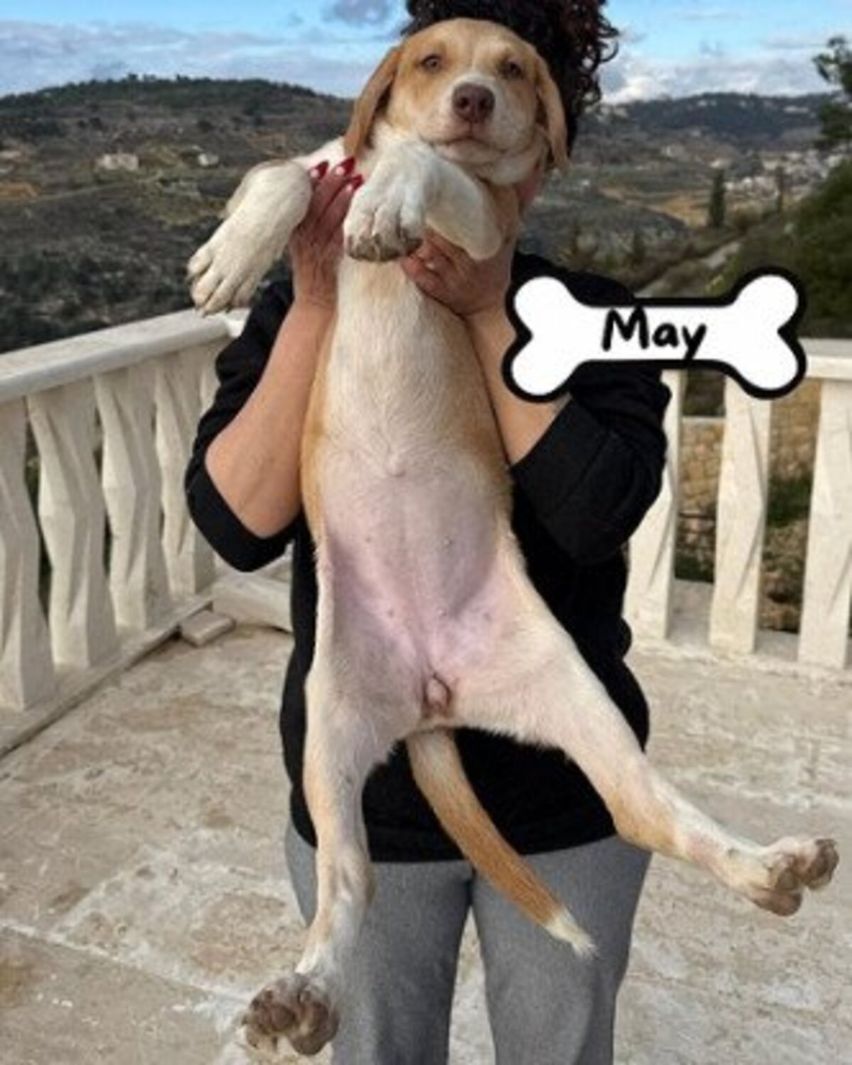 Adoption May