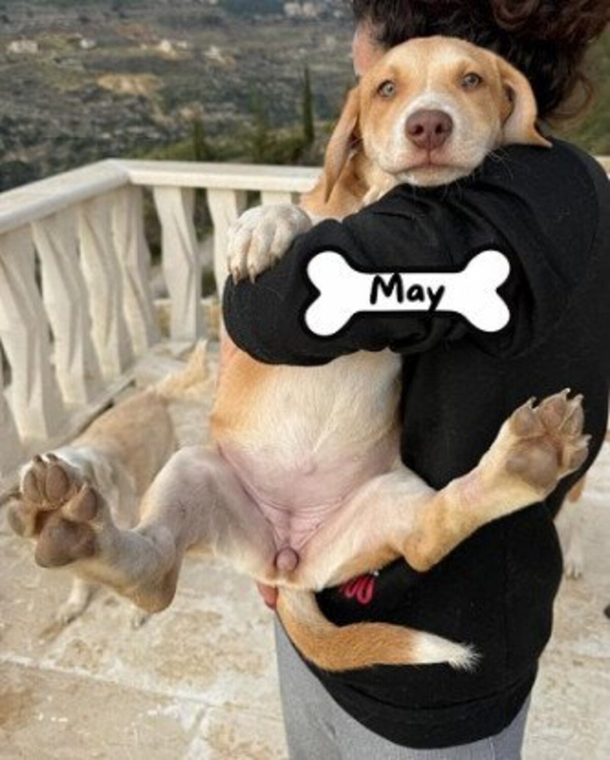 Adoption May