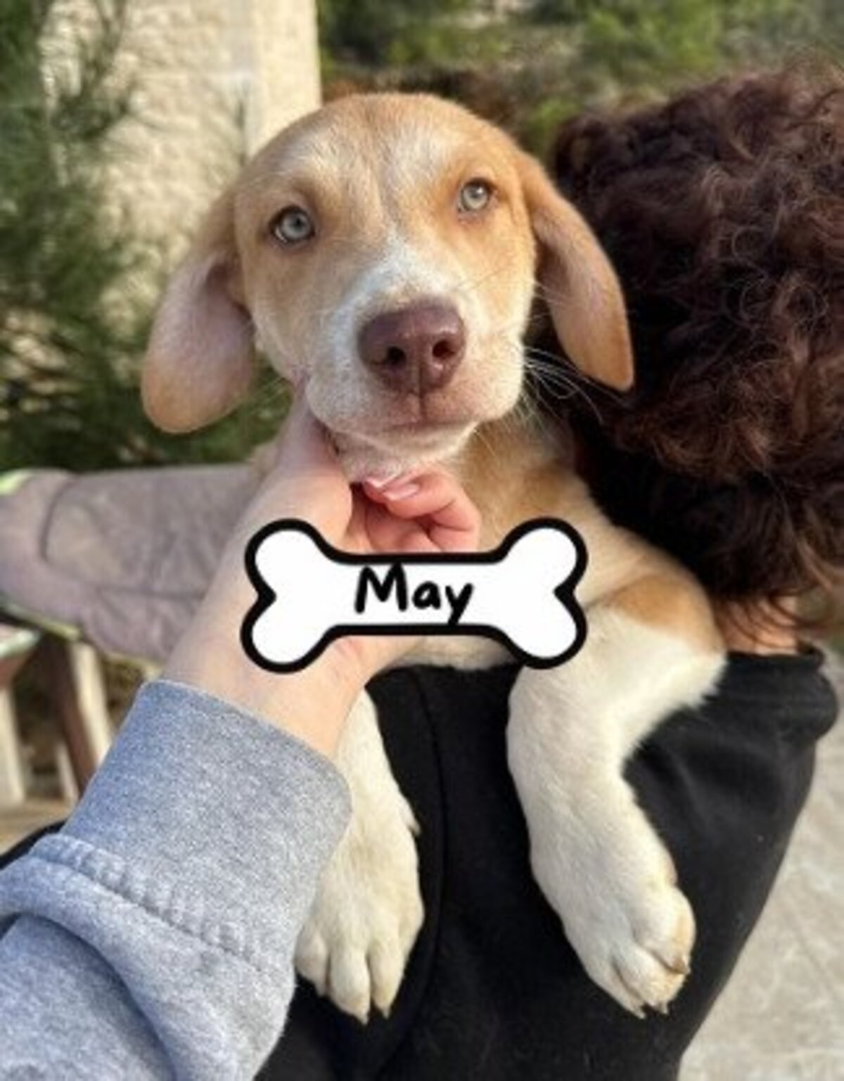 Adoption May