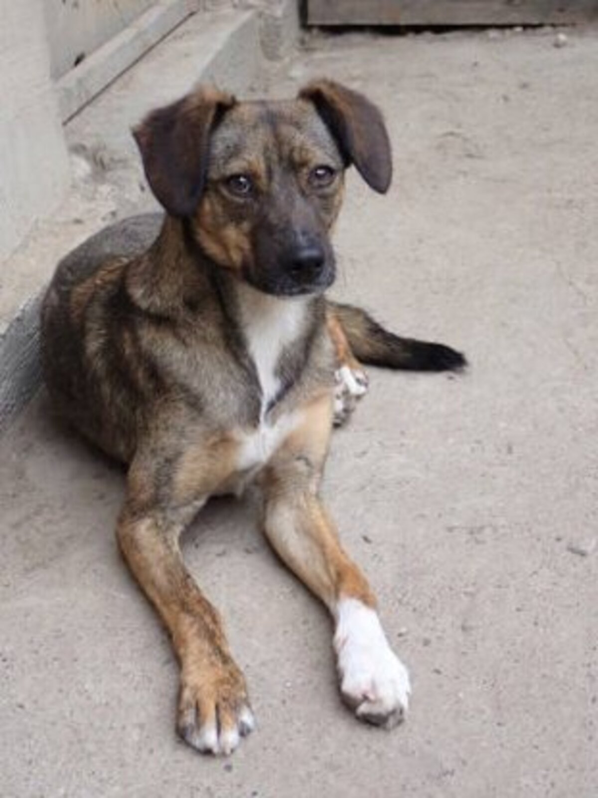 Adoption Mayfeld