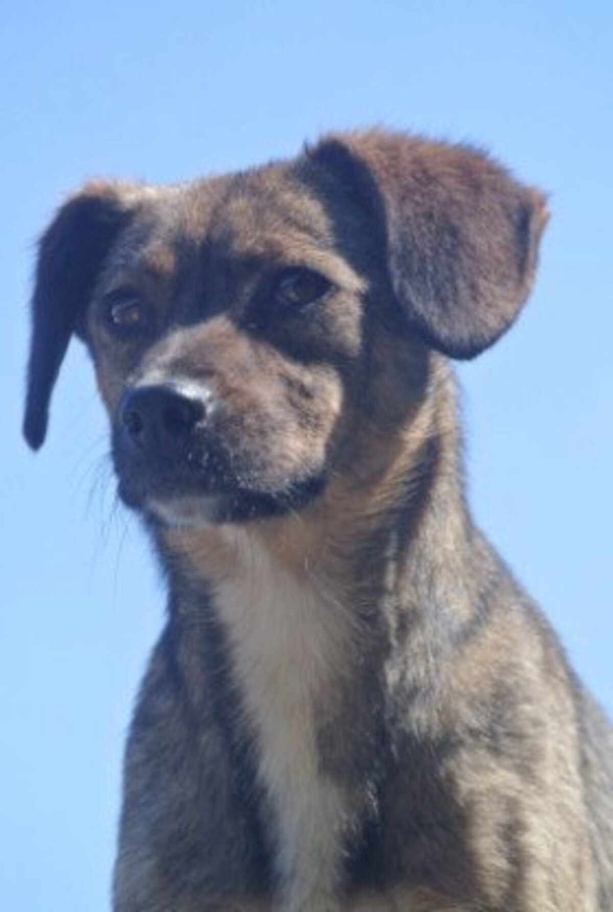 Adoption Mayfeld