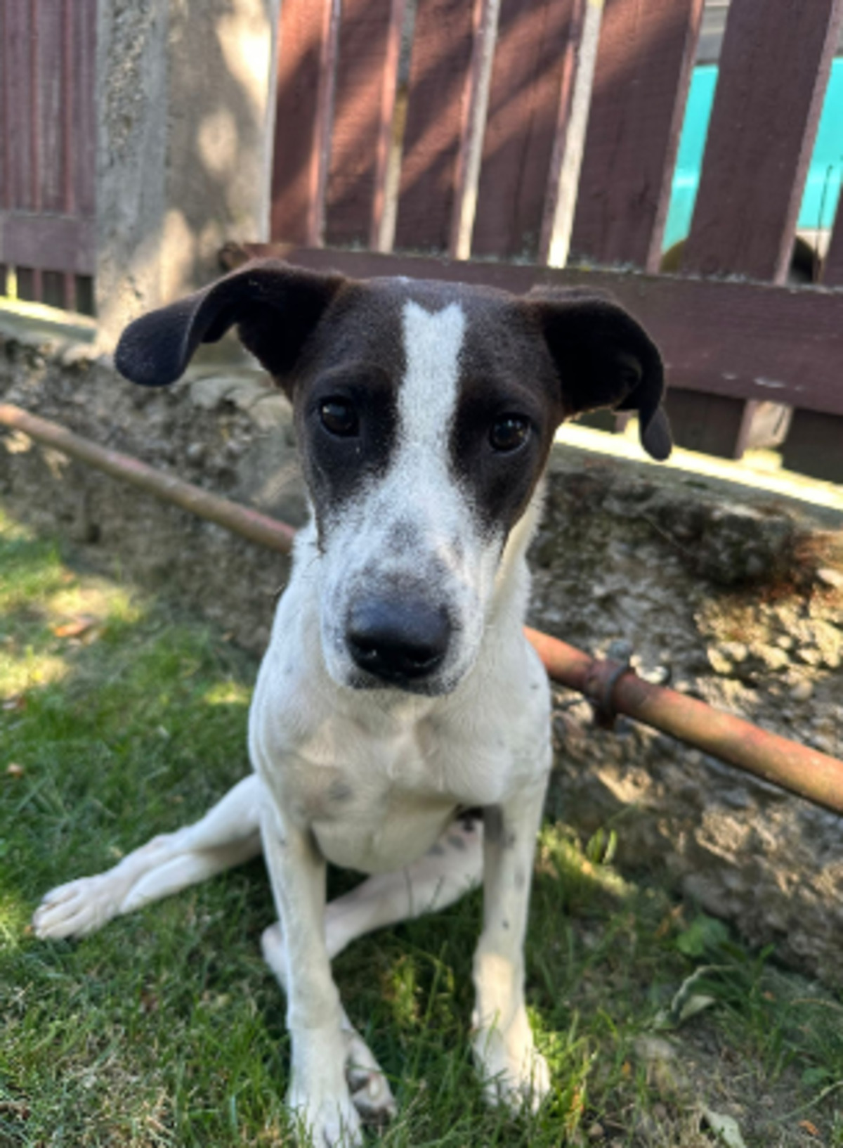 Adoption Mégan