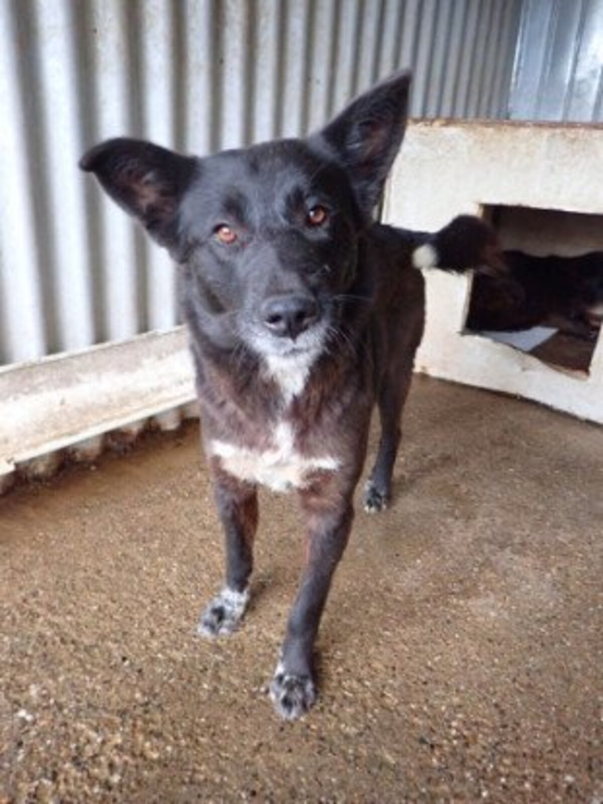 Adoption Meii