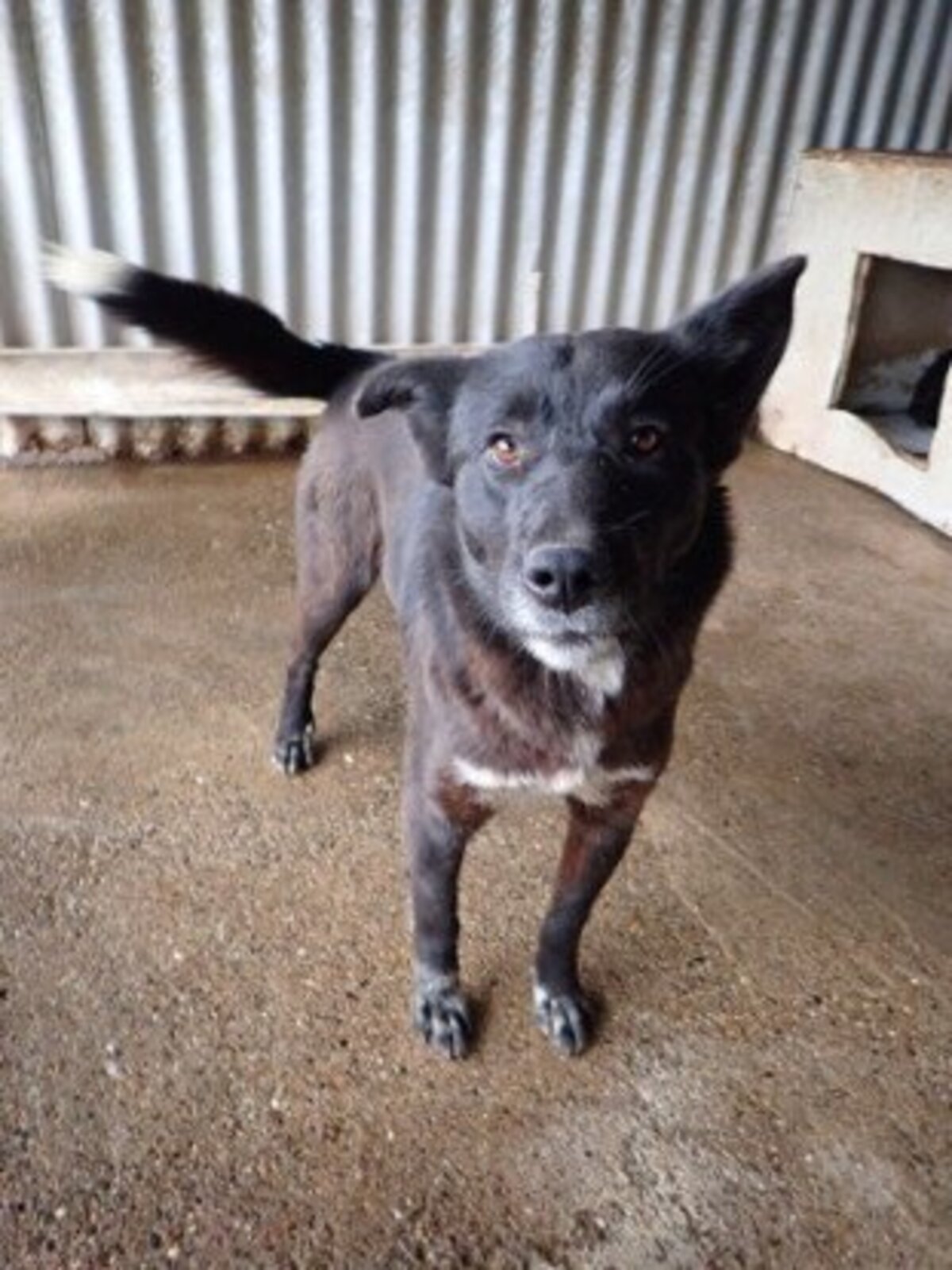 Adoption Meii