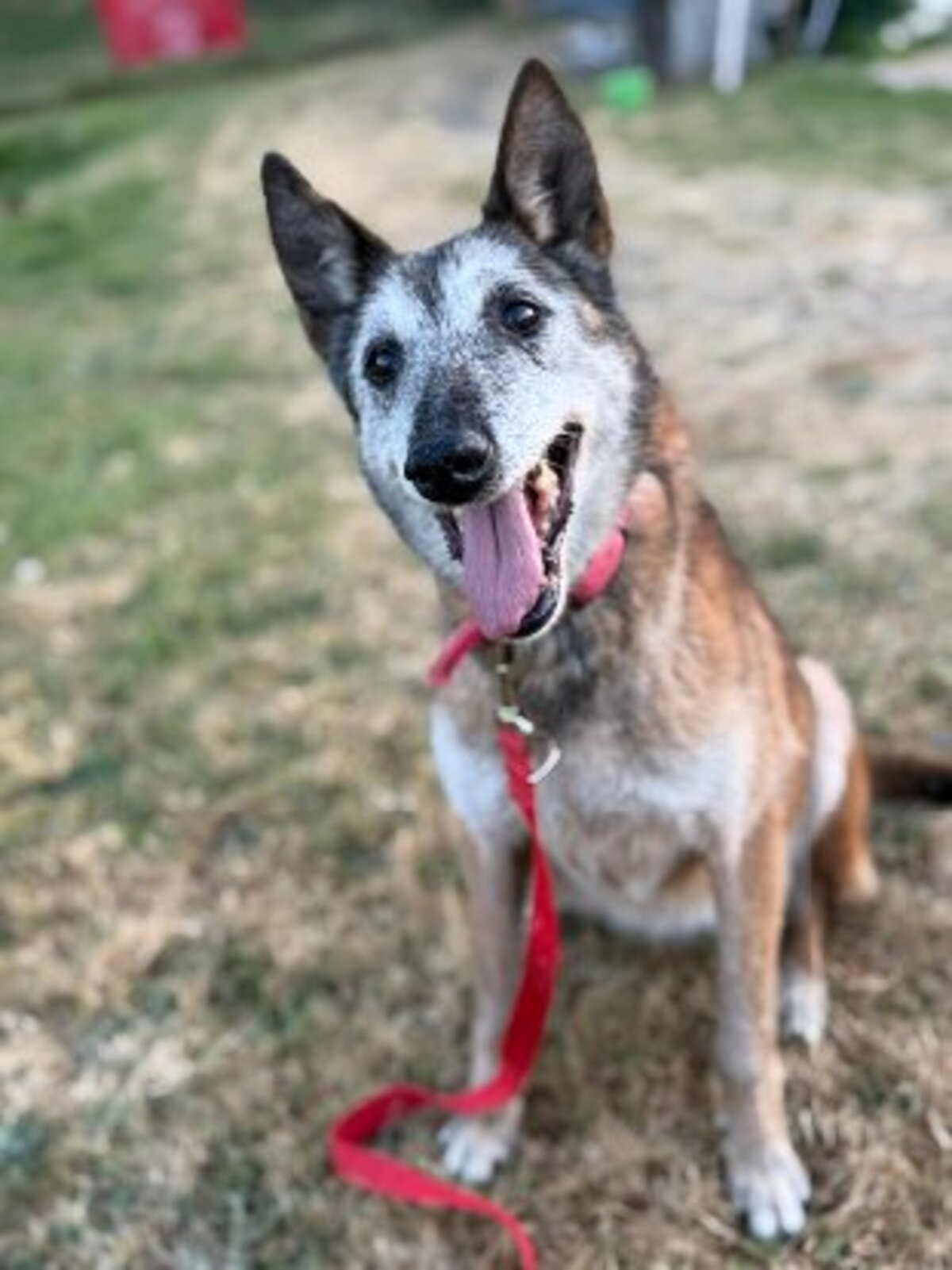 Adoption Melba