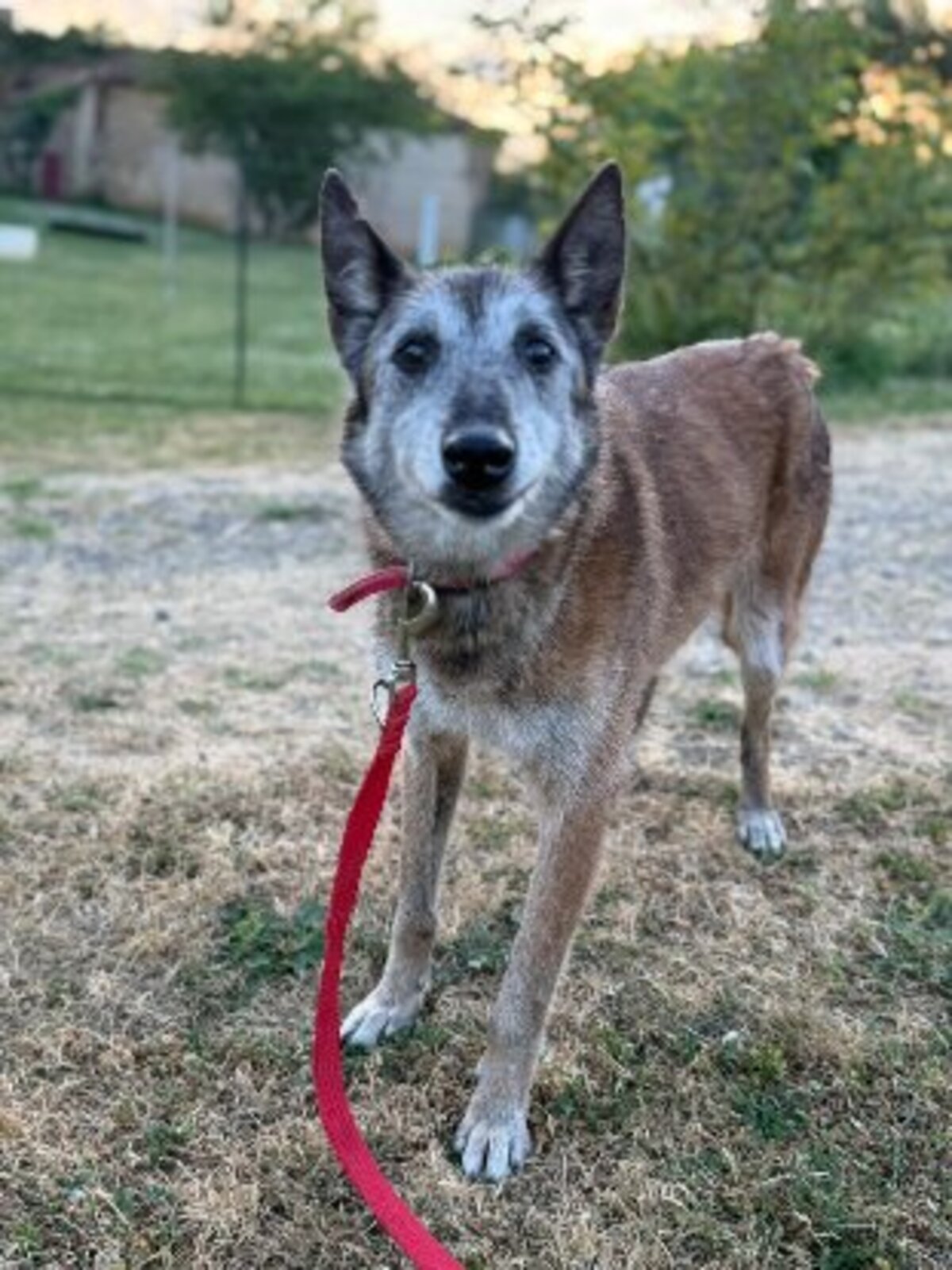 Adoption Melba