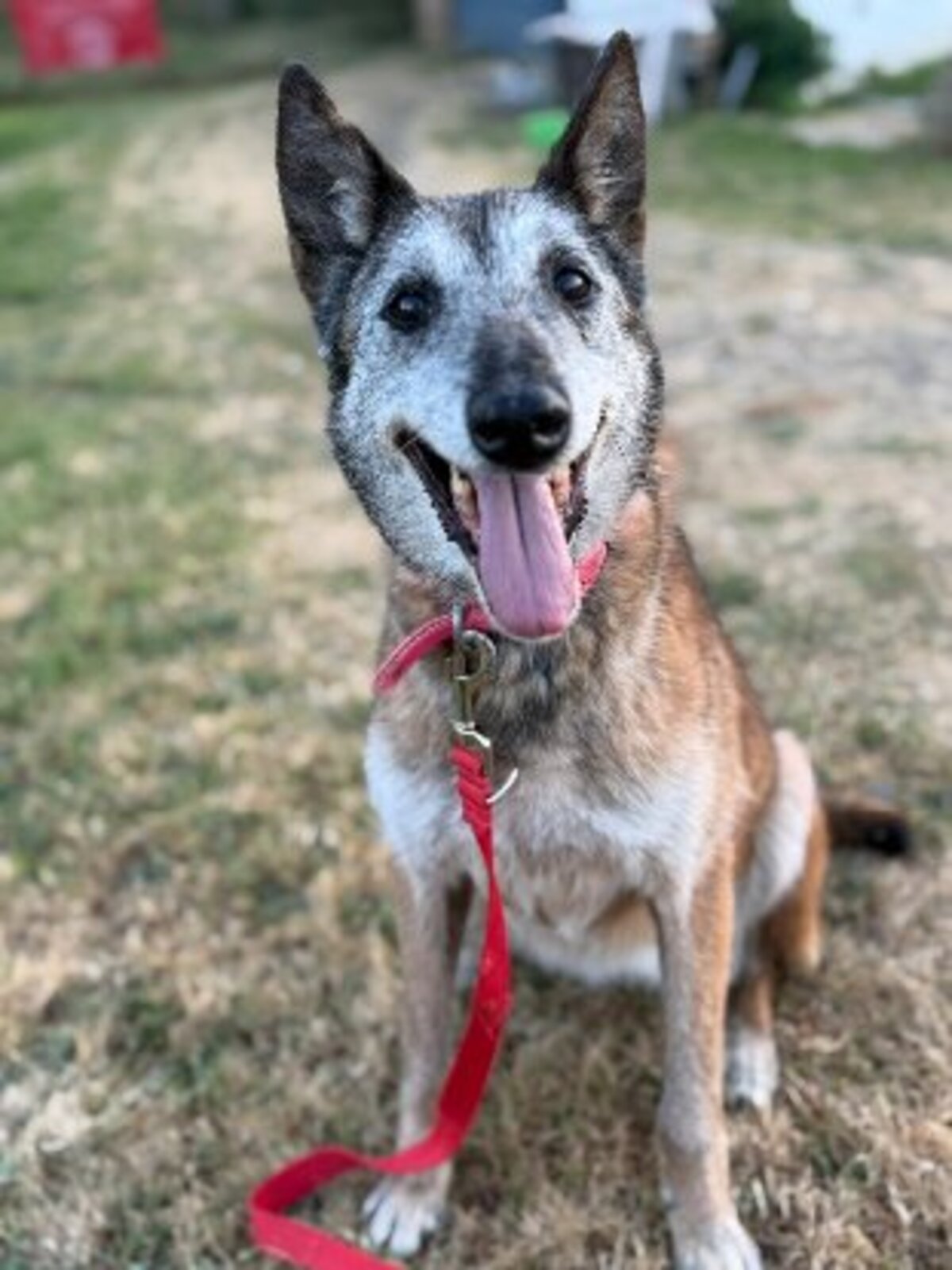 Adoption Melba