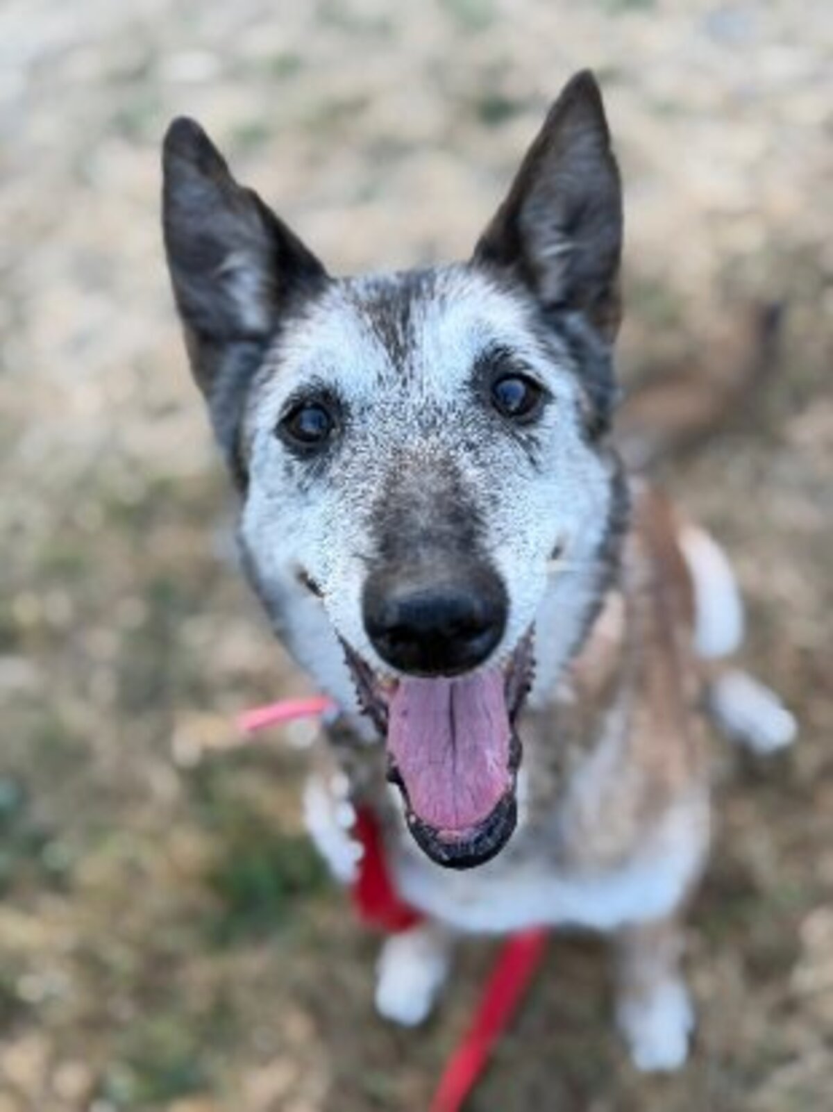 Adoption Melba