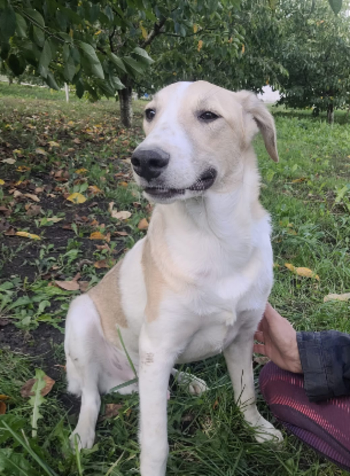 Adoption Melvin
