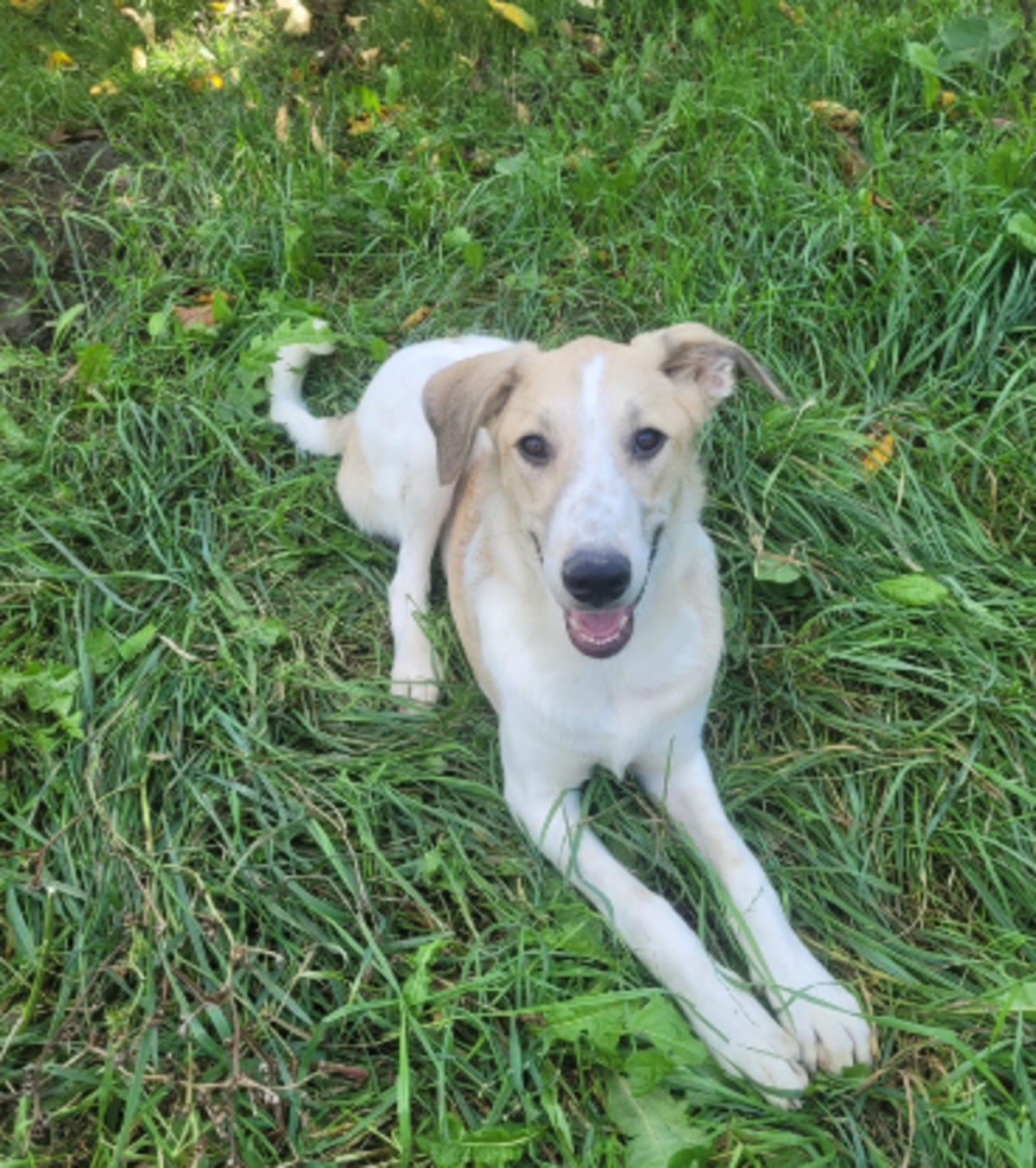 Adoption Melvin