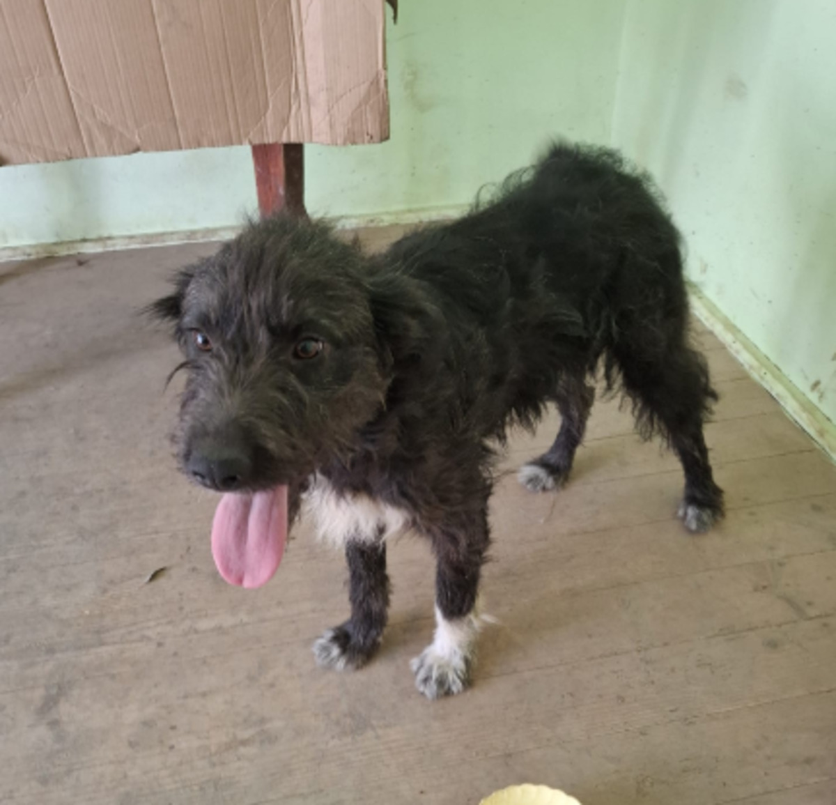 Adoption Memphis