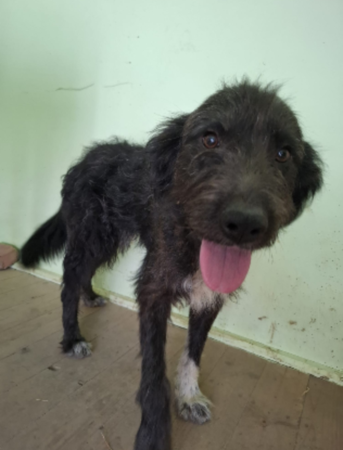 Adoption Memphis