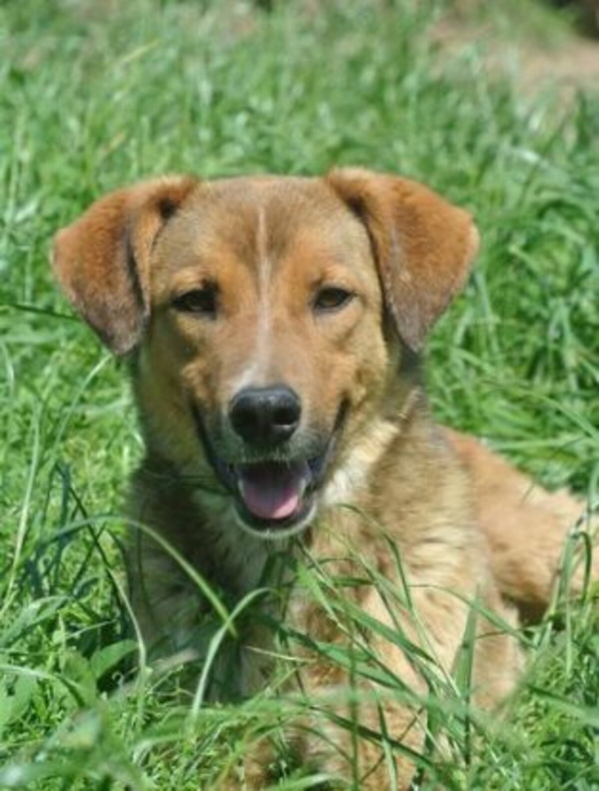 Adoption Merlin