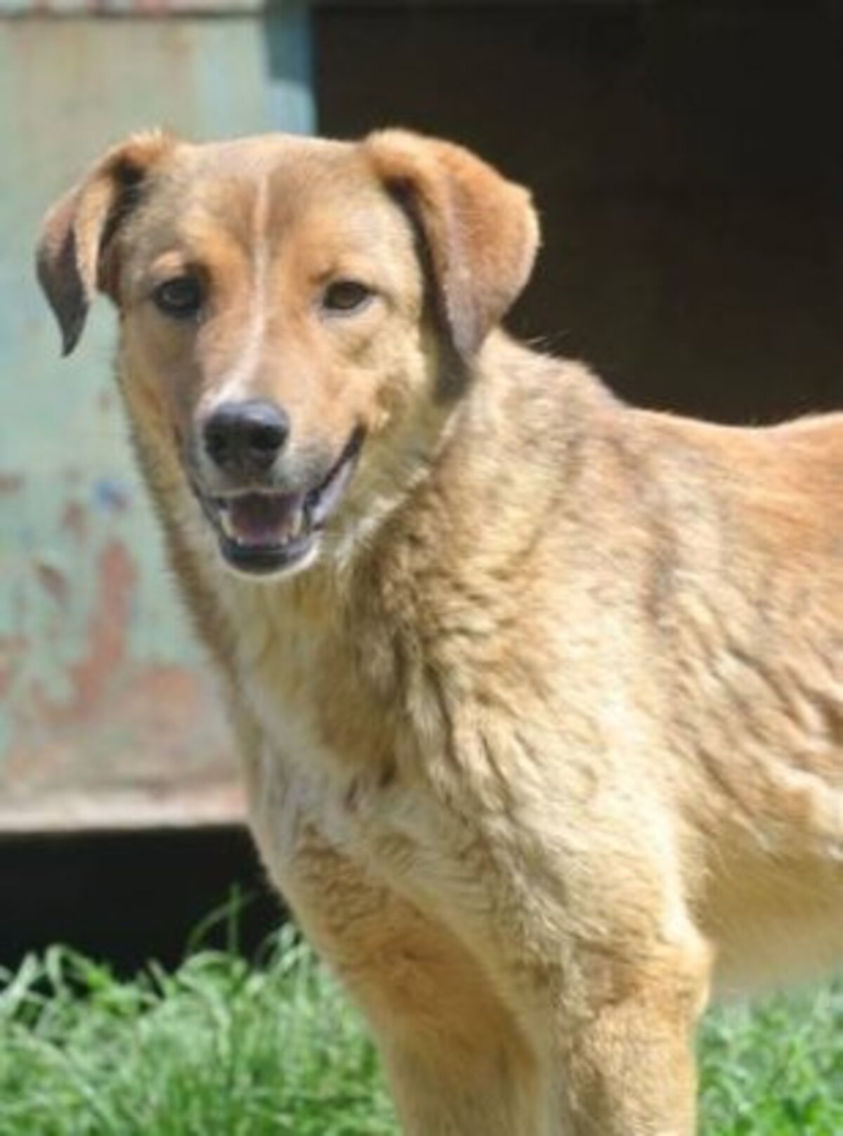 Adoption Merlin