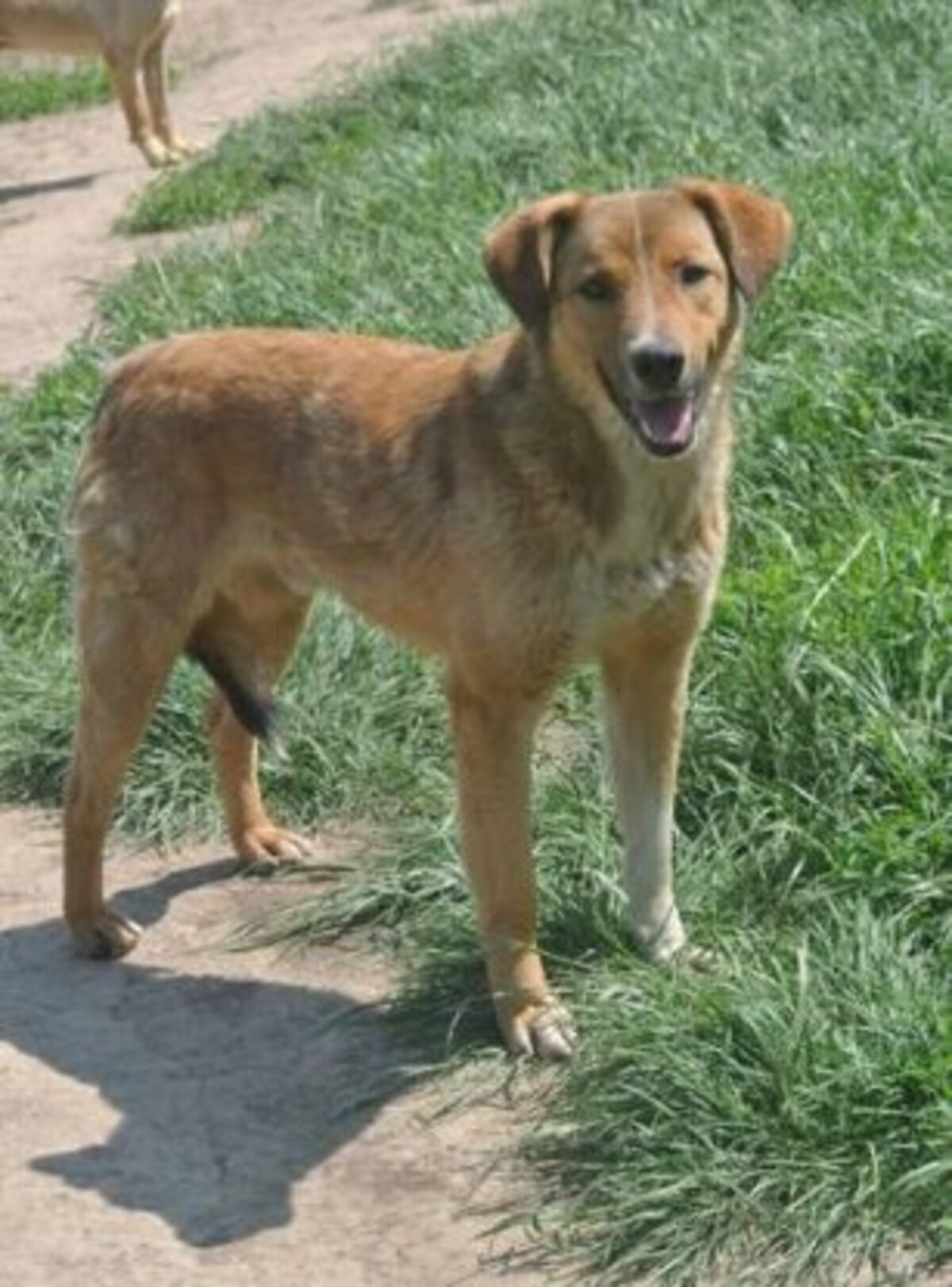 Adoption Merlin