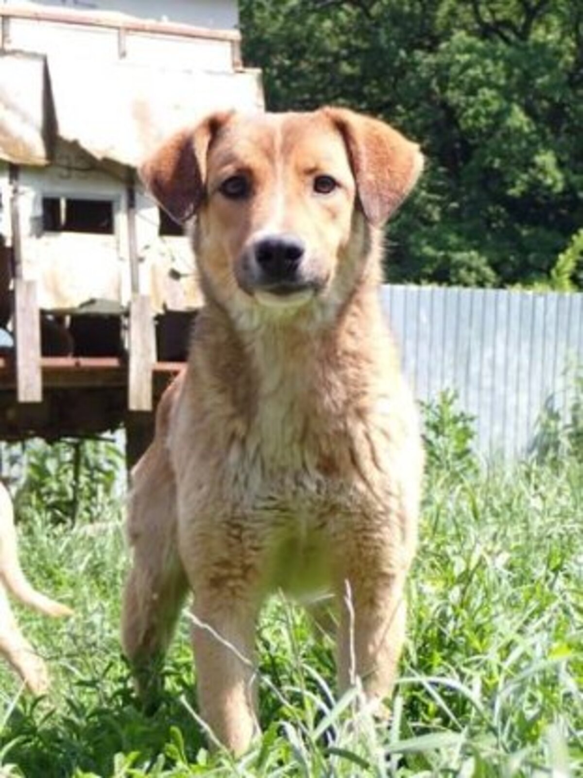 Adoption Merlin
