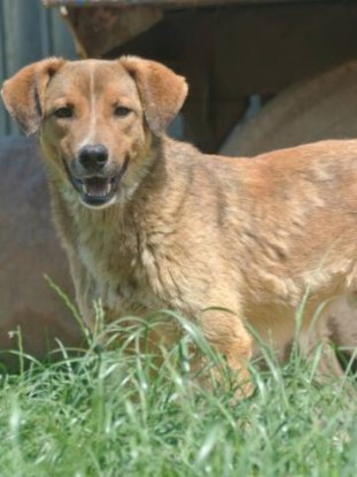 Adoption Merlin