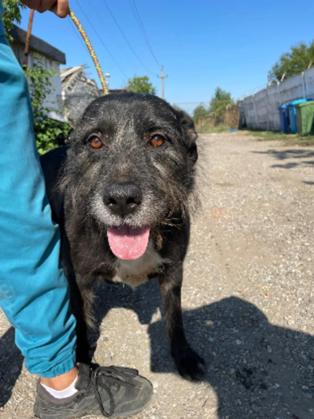 Adoption Merlin
