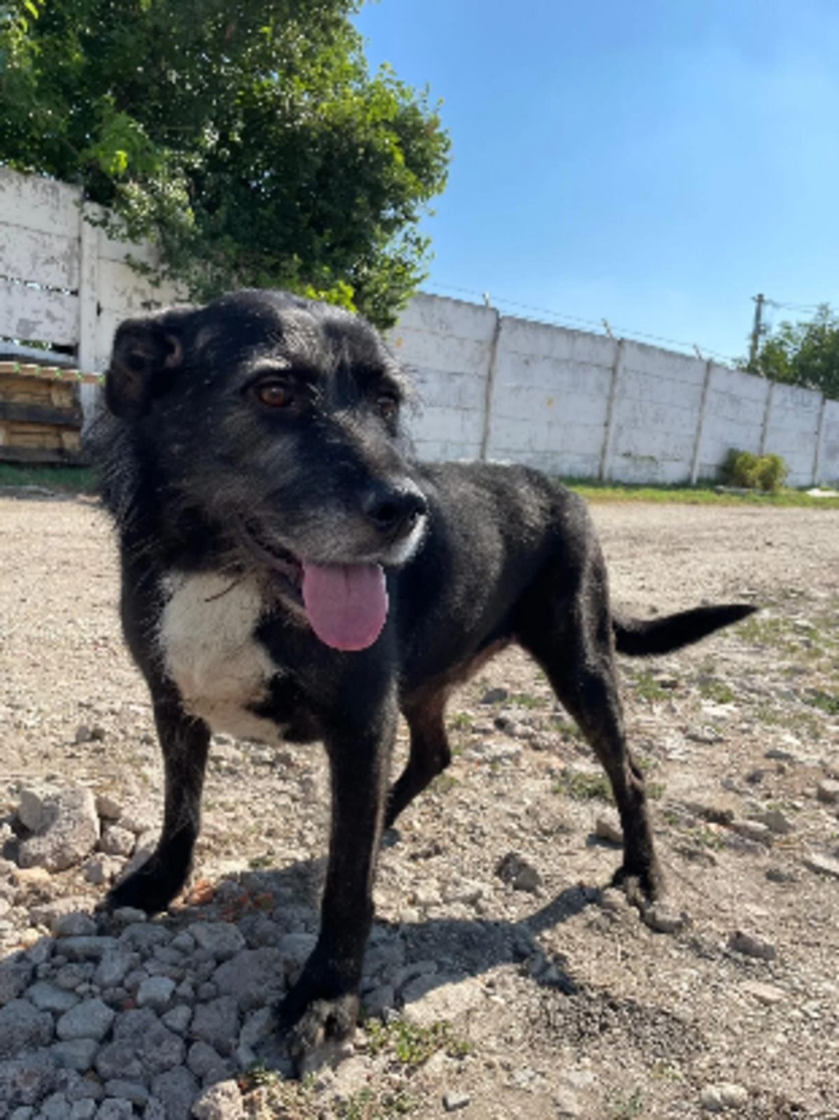 Adoption Merlin