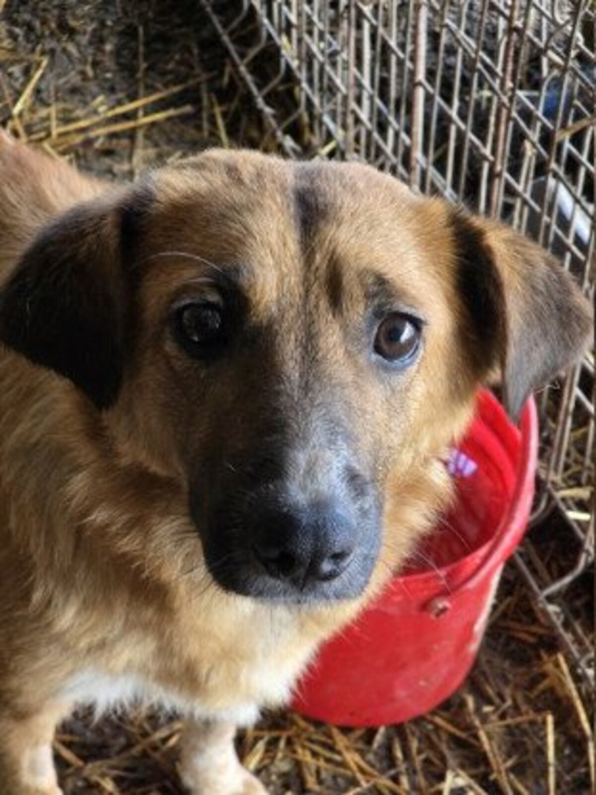 Adoption Merry
