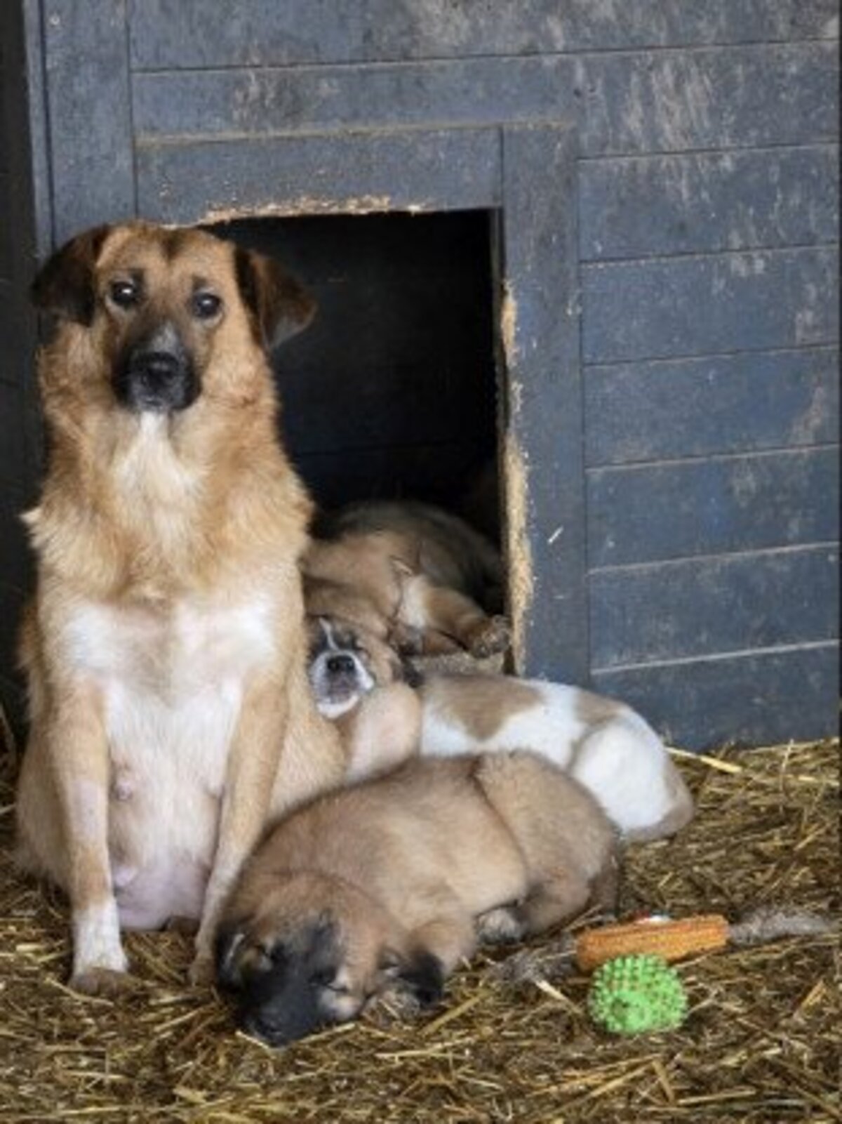 Adoption Merry