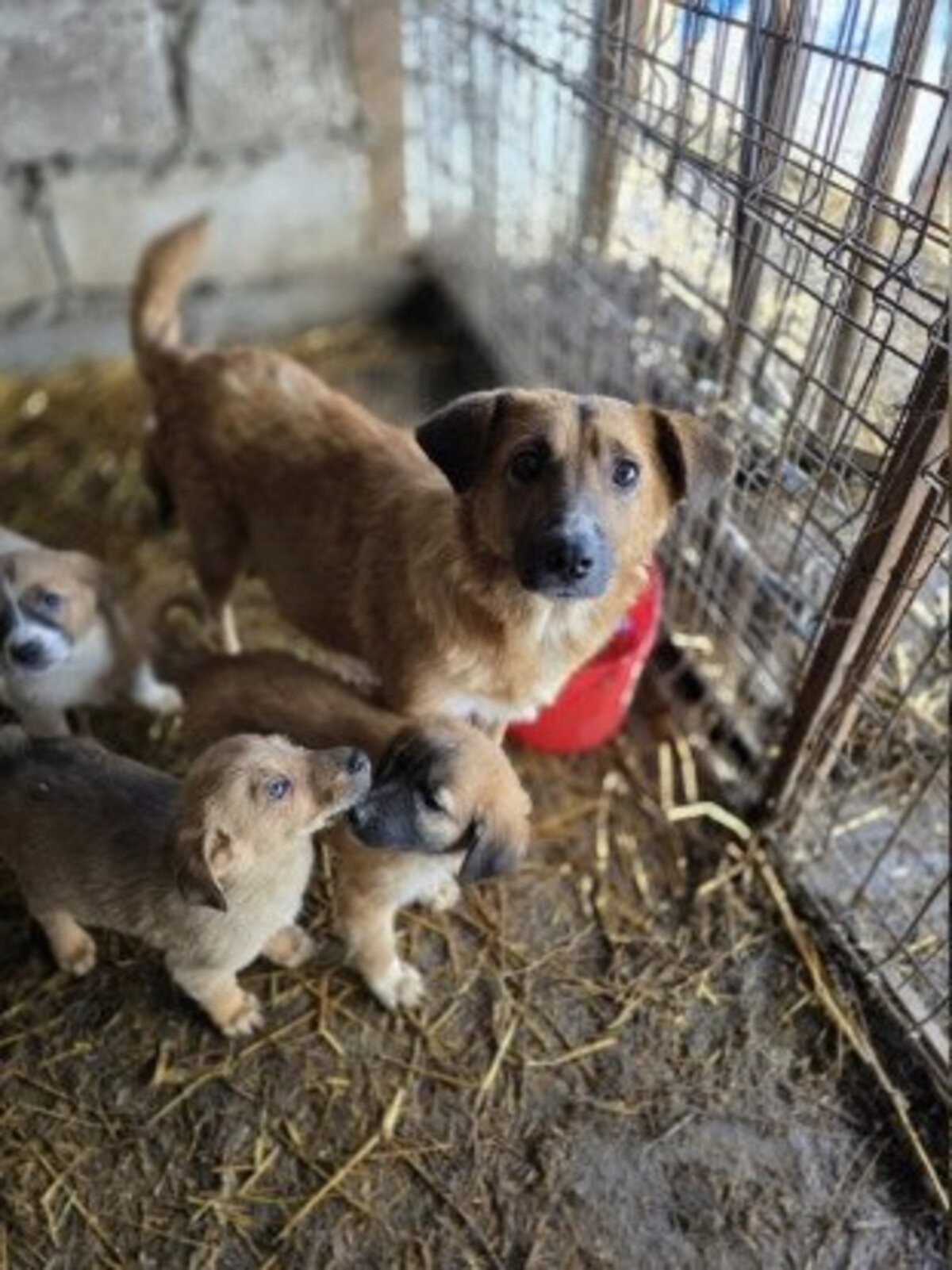 Adoption Merry
