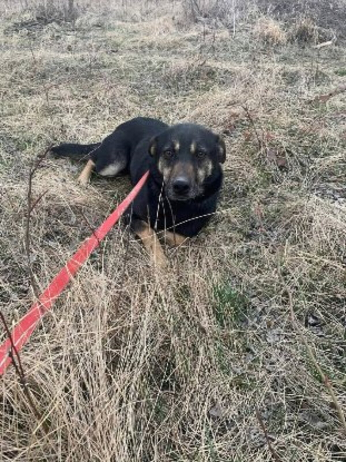 Adoption Merry