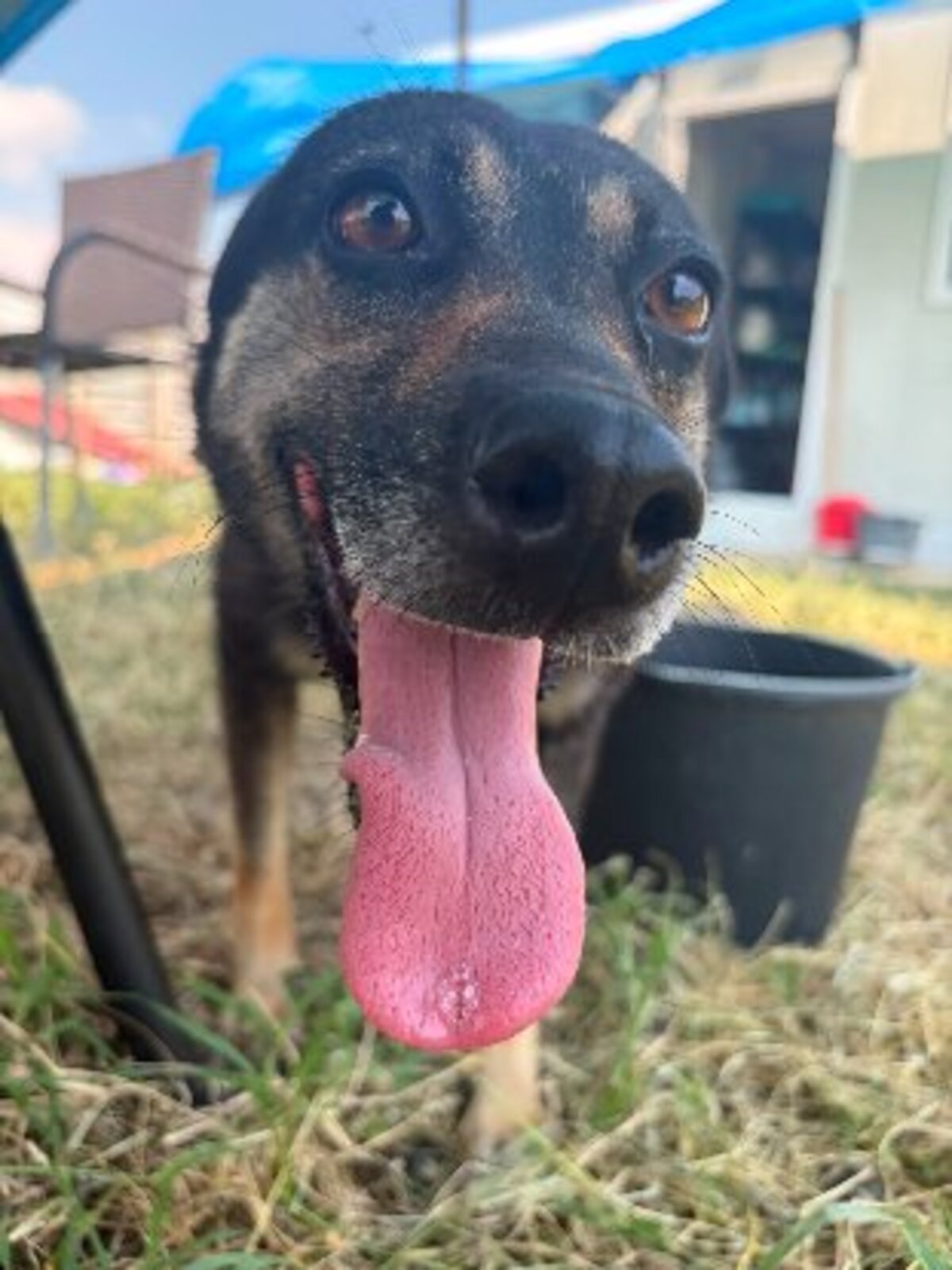 Adoption Merry