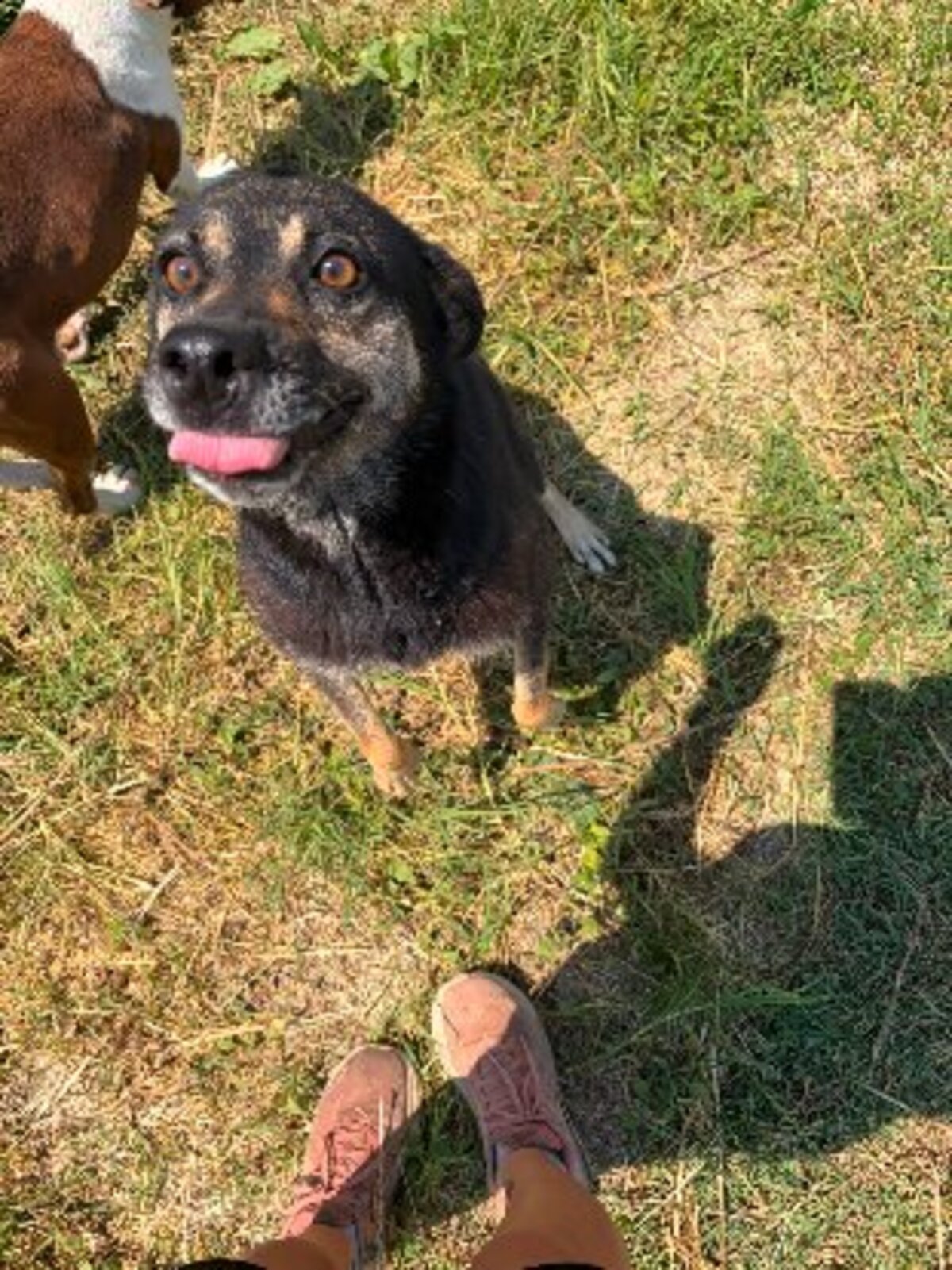Adoption Merry