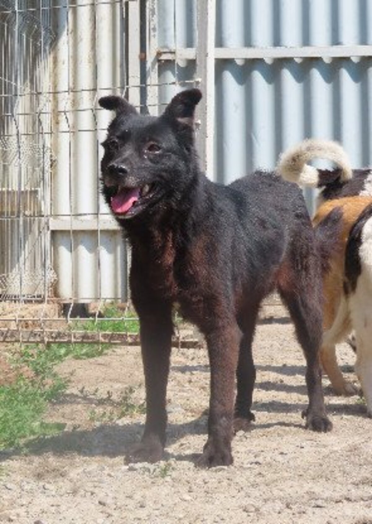 Adoption Mexique